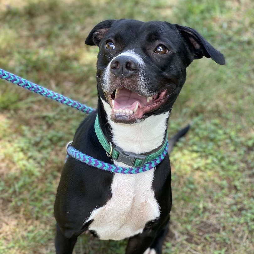 Natalie Oz (CONC-A-103), a Adoptable Black Labrador Retriever in Concord, NC image 4/6