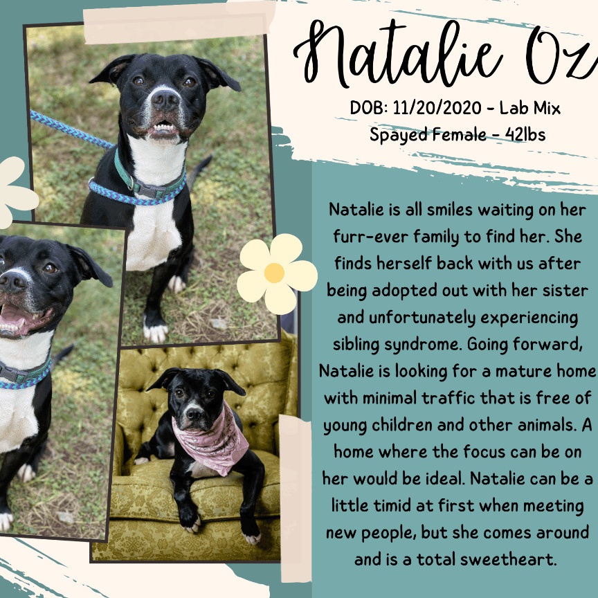 Natalie Oz (CONC-A-103), a Adoptable Black Labrador Retriever in Concord, NC image 6/6