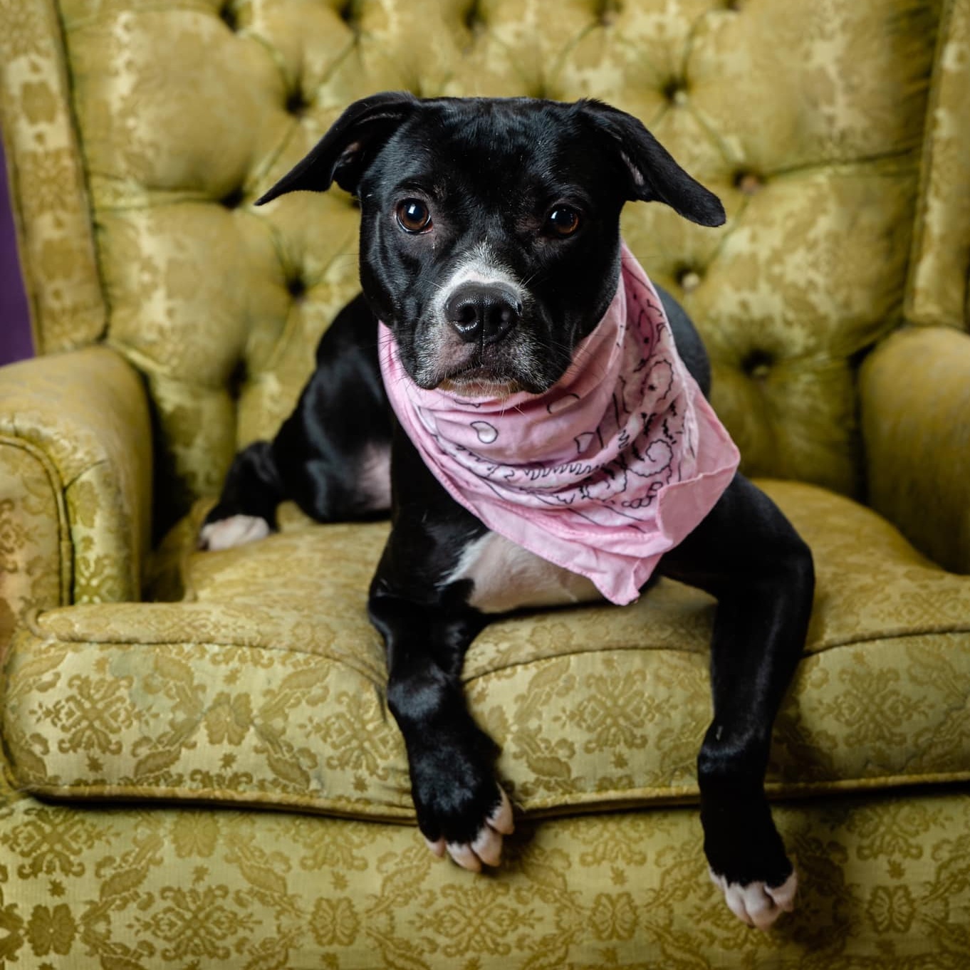 Natalie Oz (CONC-A-103), a Adoptable Black Labrador Retriever in Concord, NC image 1/6