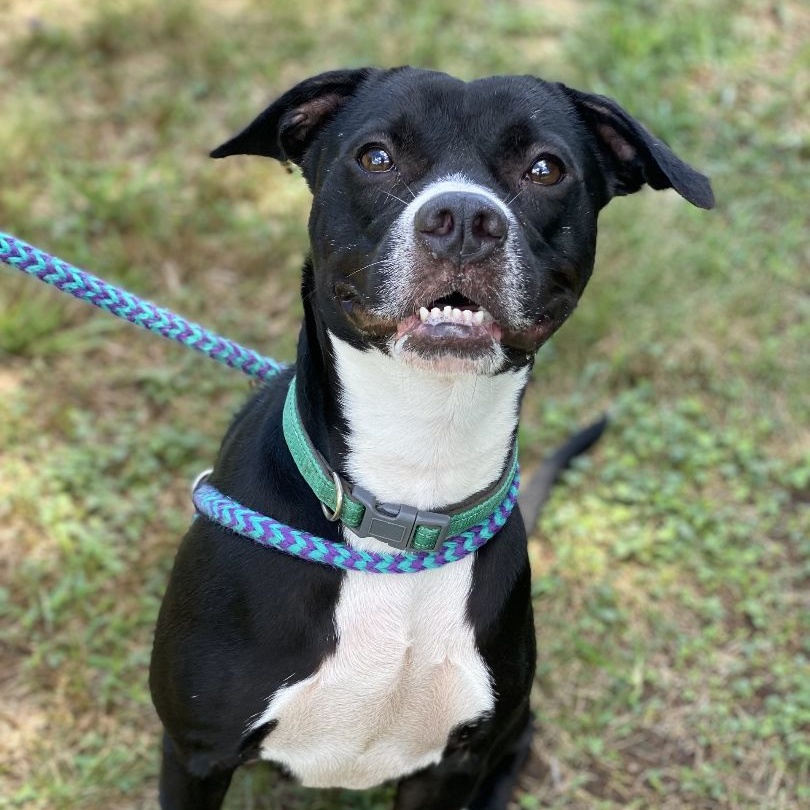 Natalie Oz (CONC-A-103), a Adoptable Black Labrador Retriever in Concord, NC image 5/6