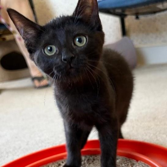 Skylar, a Adoptable Domestic Short Hair in Central Falls, RI image 3/6