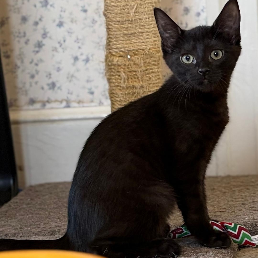 Skylar, a Adoptable Domestic Short Hair in Central Falls, RI image 2/6