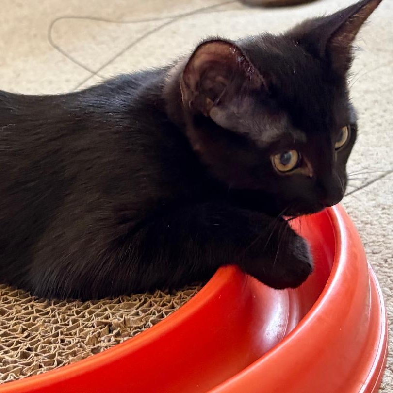 Skylar, a Adoptable Domestic Short Hair in Central Falls, RI image 6/6