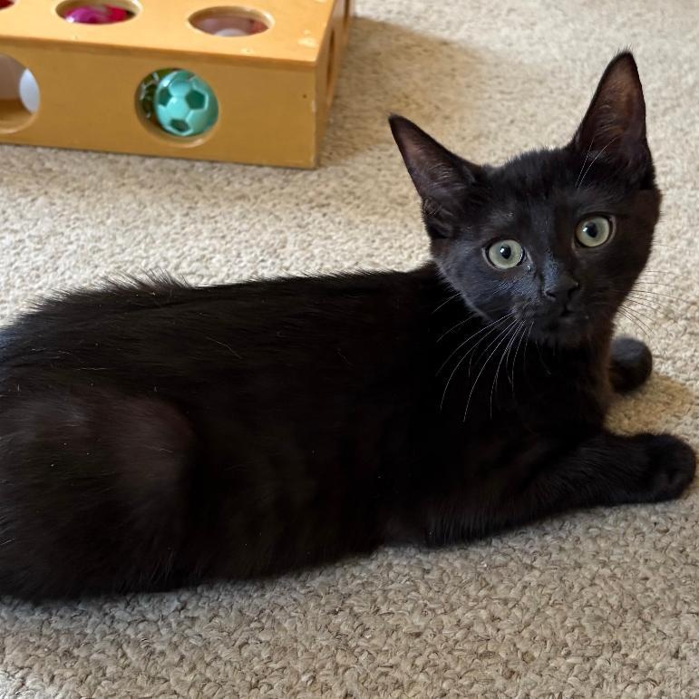 Skylar, Adoptable, Kitten Male Domestic Short Hair.