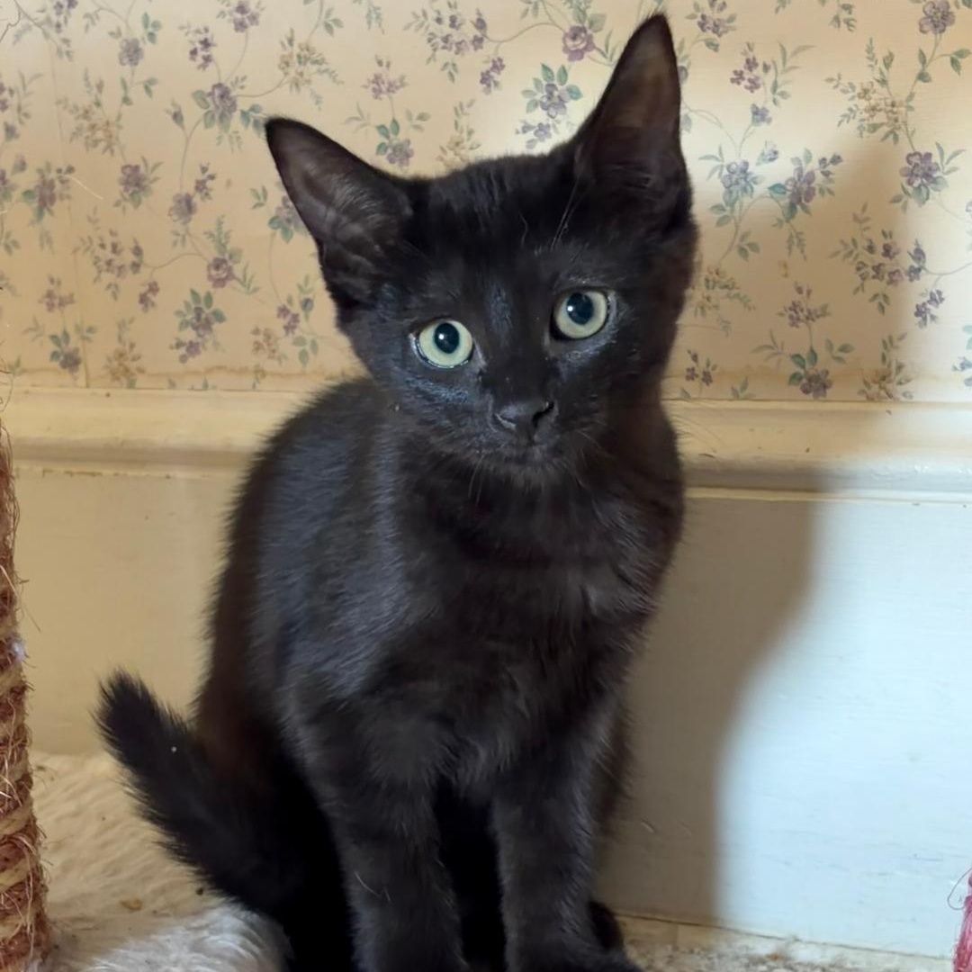 Skylar, a Adoptable Domestic Short Hair in Central Falls, RI image 4/6