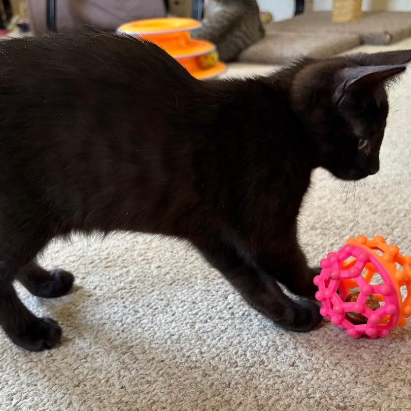 Skylar, a Adoptable Domestic Short Hair in Central Falls, RI image 5/6