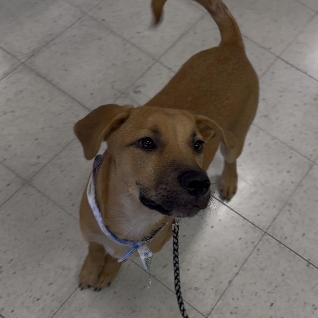 Enlarge Pixie, a Adoptable Shepherd in Asher, OK image 1/2