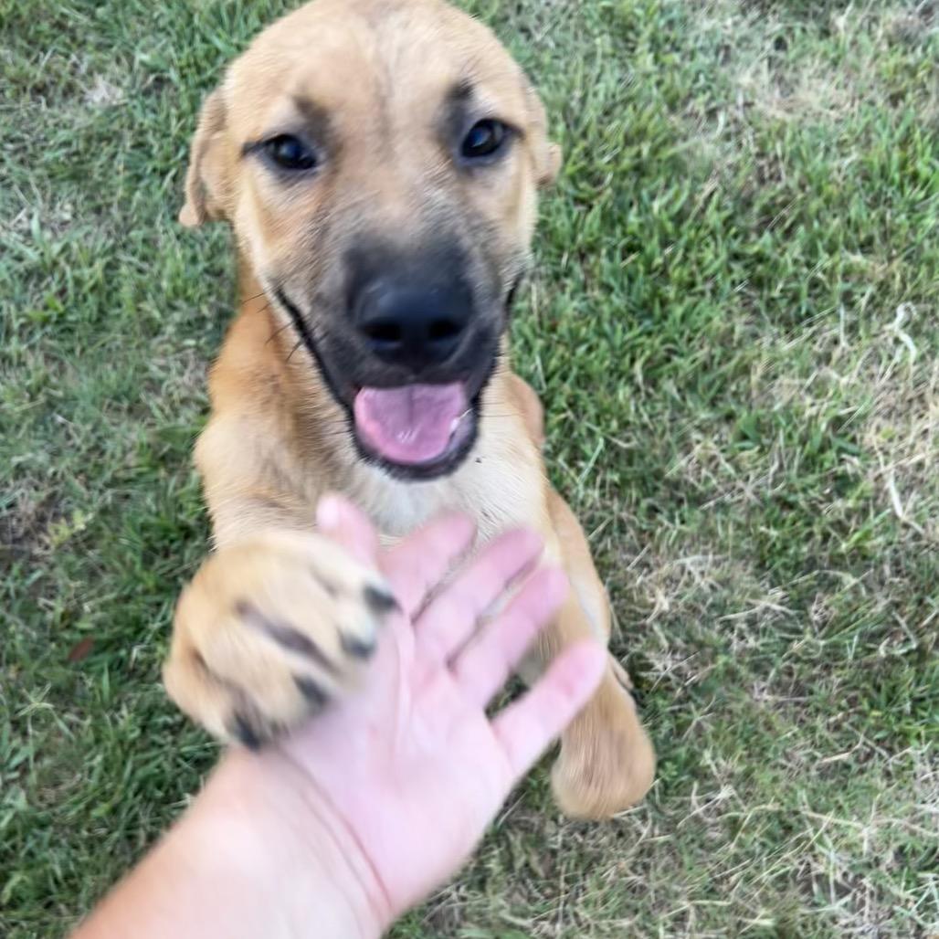 Enlarge Pixie, a Adoptable Shepherd in Asher, OK image 2/2