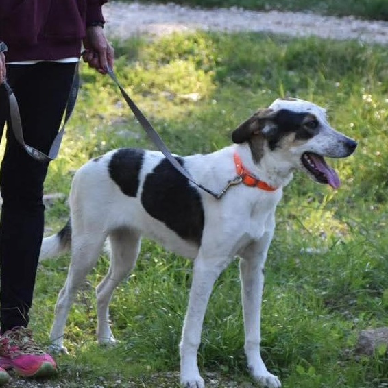 Bonita, a ADOPTABLE mixed breed in Scarborough, ON image 2/4