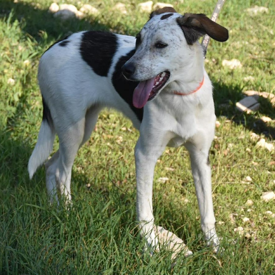 Bonita, a ADOPTABLE mixed breed in Scarborough, ON image 4/4