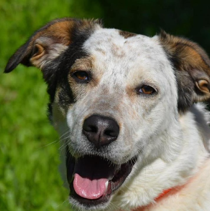 Bonita, ADOPTABLE, Young Female Pointer.