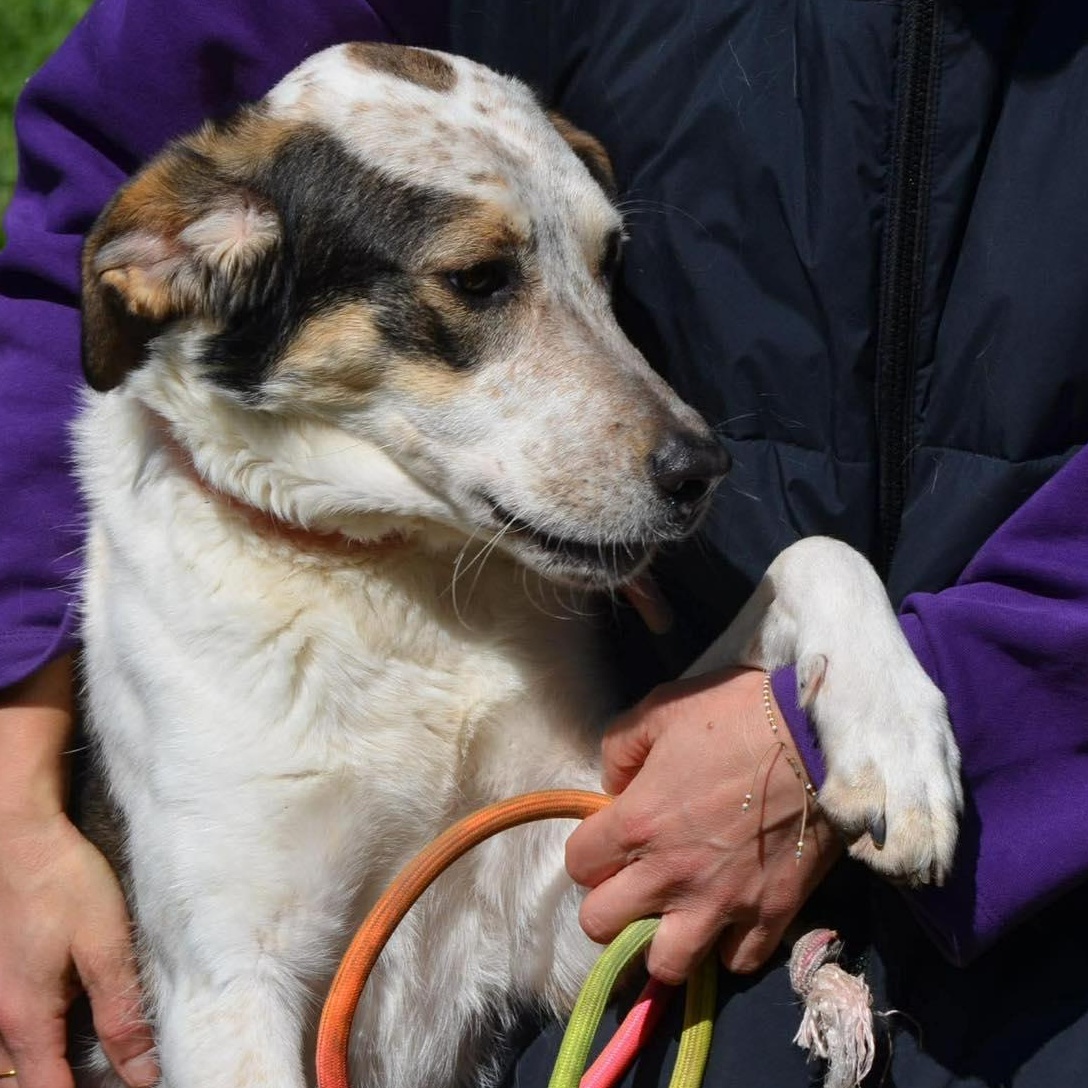 Bonita, a ADOPTABLE mixed breed in Scarborough, ON image 3/4