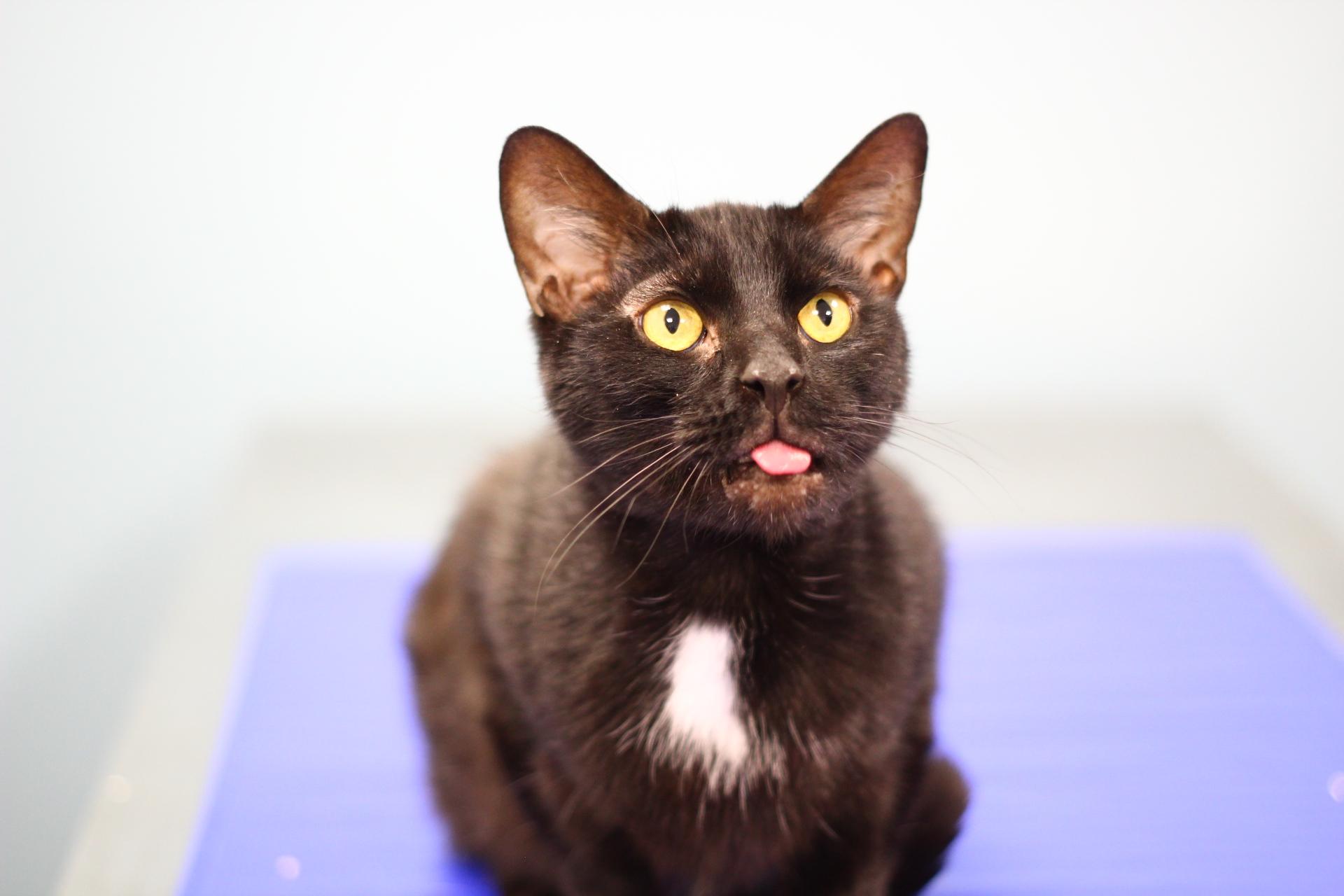 Enlarge MMK, a Adoptable Domestic Short Hair in Toledo, OH image 1/6