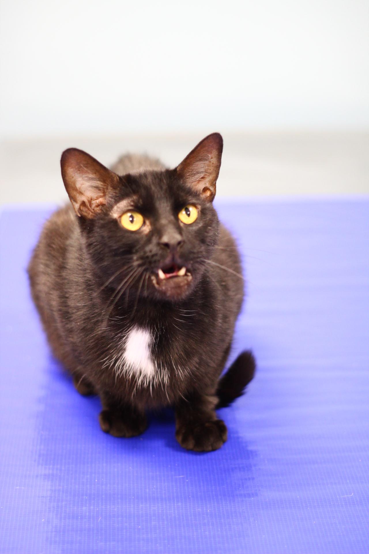 Enlarge MMK, a Adoptable Domestic Short Hair in Toledo, OH image 2/6