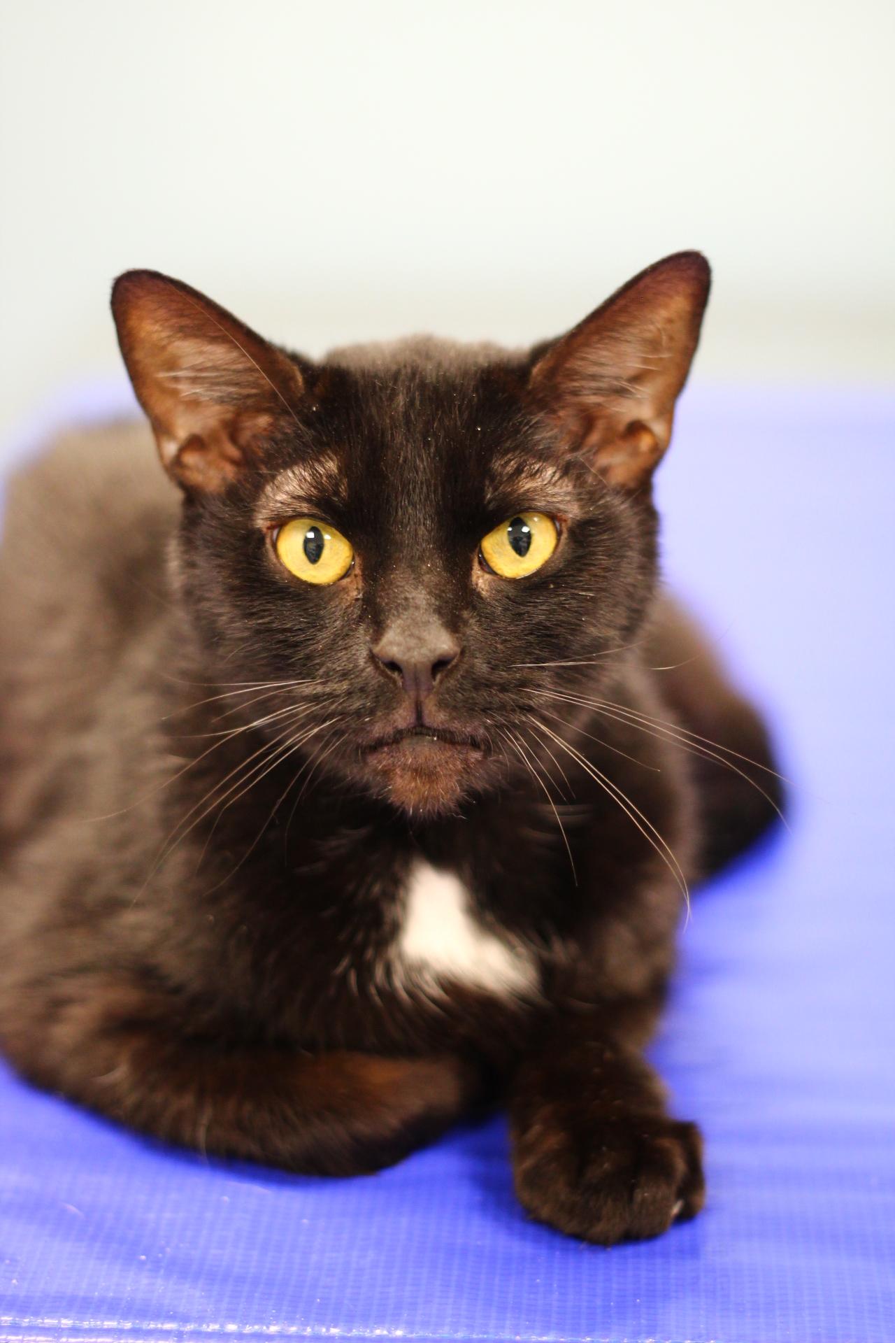 Enlarge MMK, a Adoptable Domestic Short Hair in Toledo, OH image 3/6