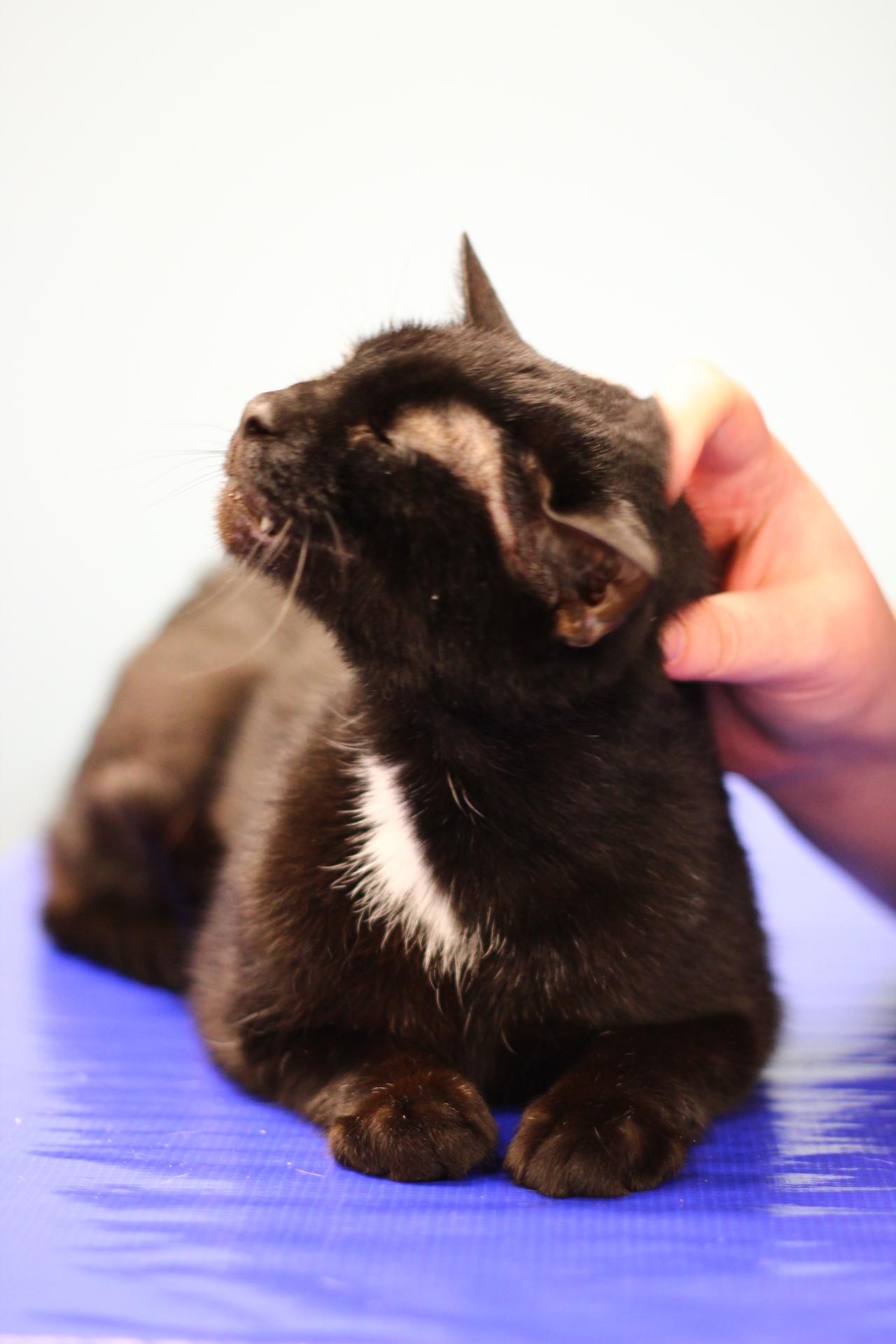 Enlarge MMK, a Adoptable Domestic Short Hair in Toledo, OH image 5/6