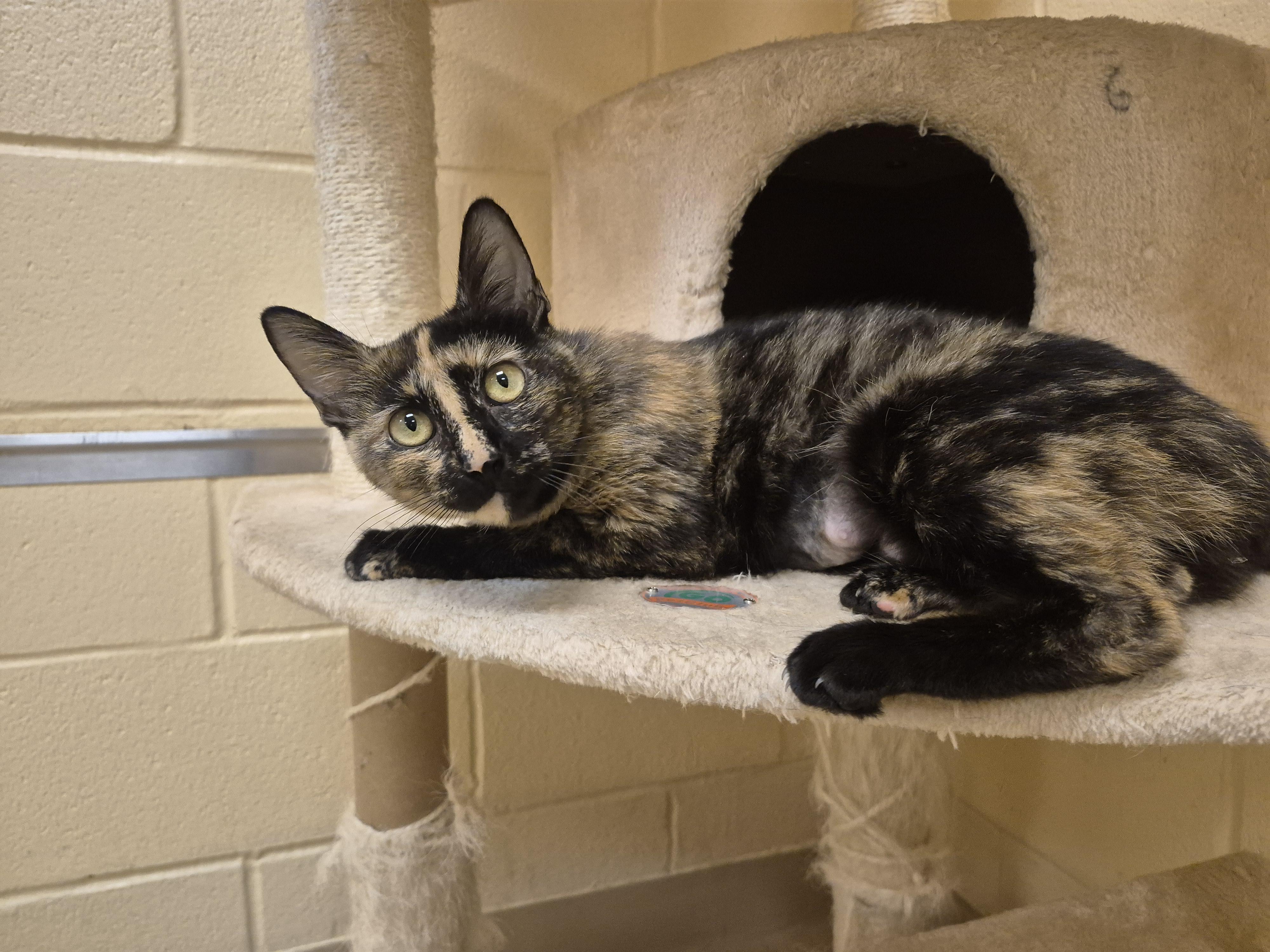 Miriam, a ADOPTABLE Domestic Short Hair in Schertz, TX image 5/5