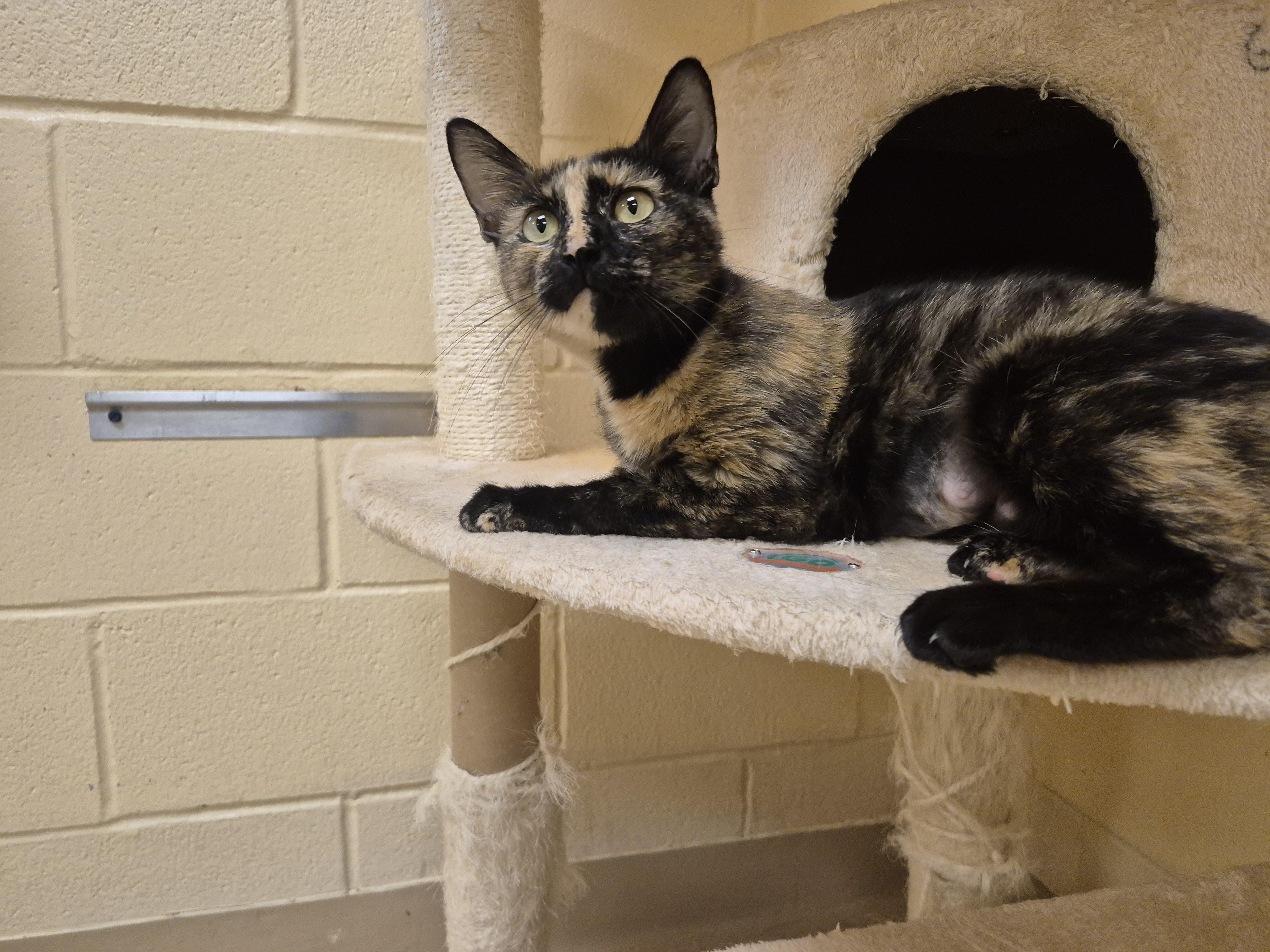 Miriam, a ADOPTABLE Domestic Short Hair in Schertz, TX image 3/5