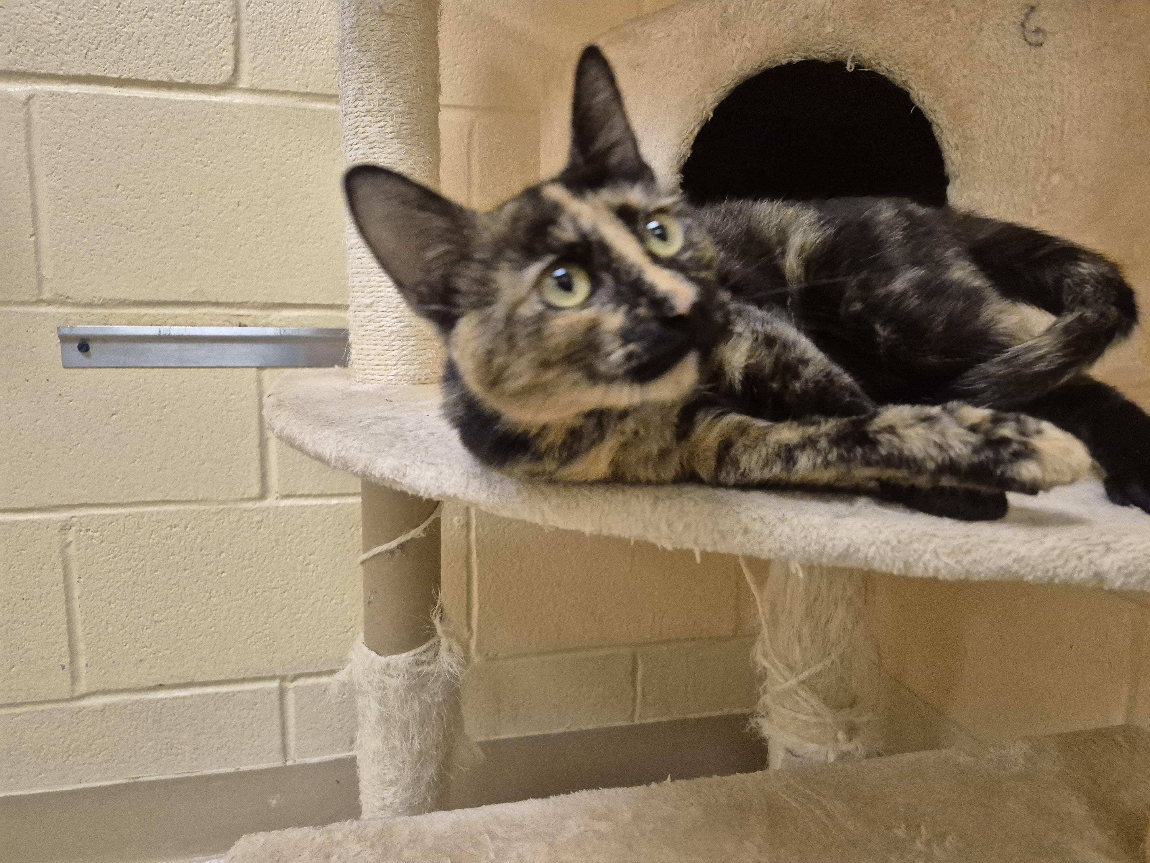 Miriam, a ADOPTABLE Domestic Short Hair in Schertz, TX image 2/5