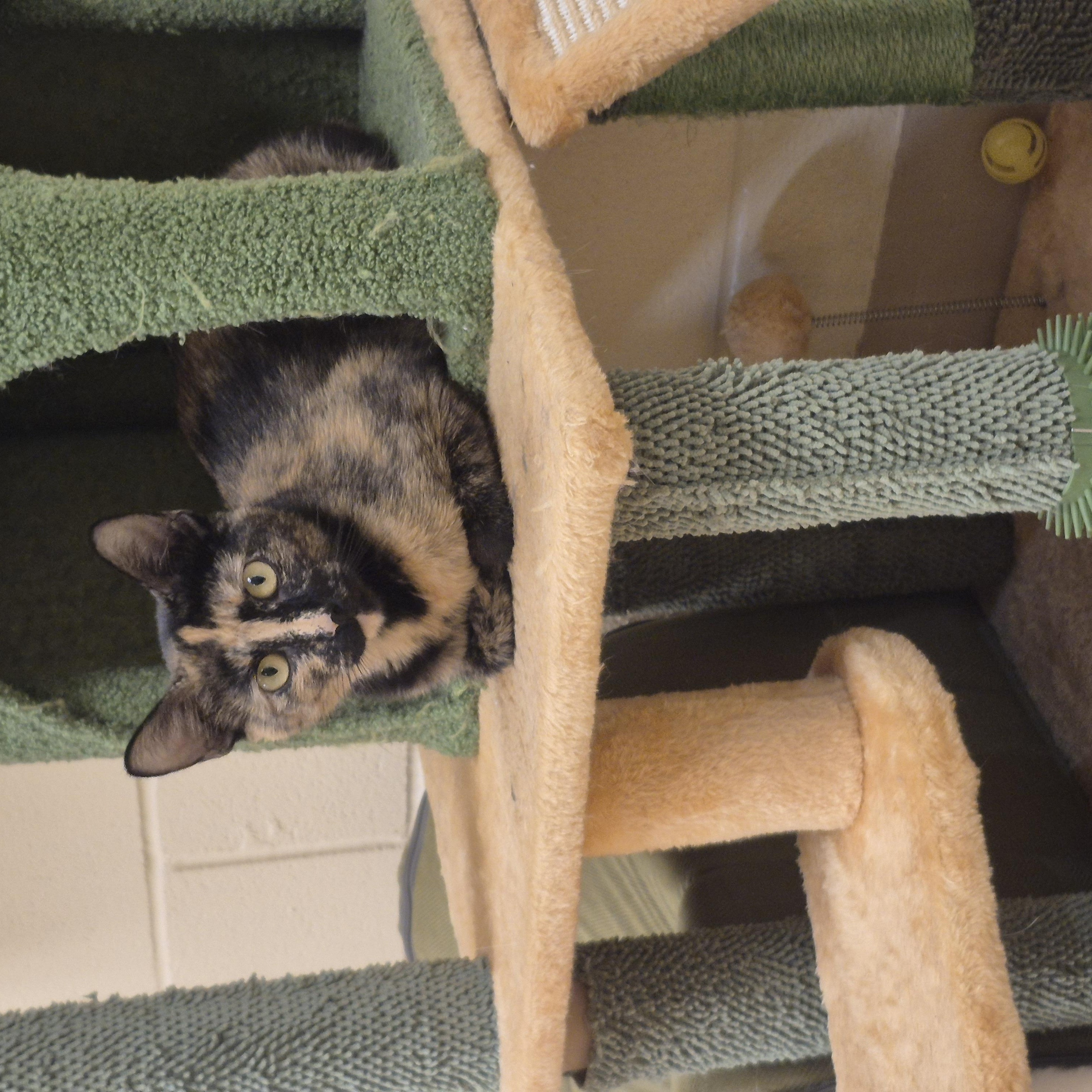 Miriam, a ADOPTABLE Domestic Short Hair in Schertz, TX image 4/5