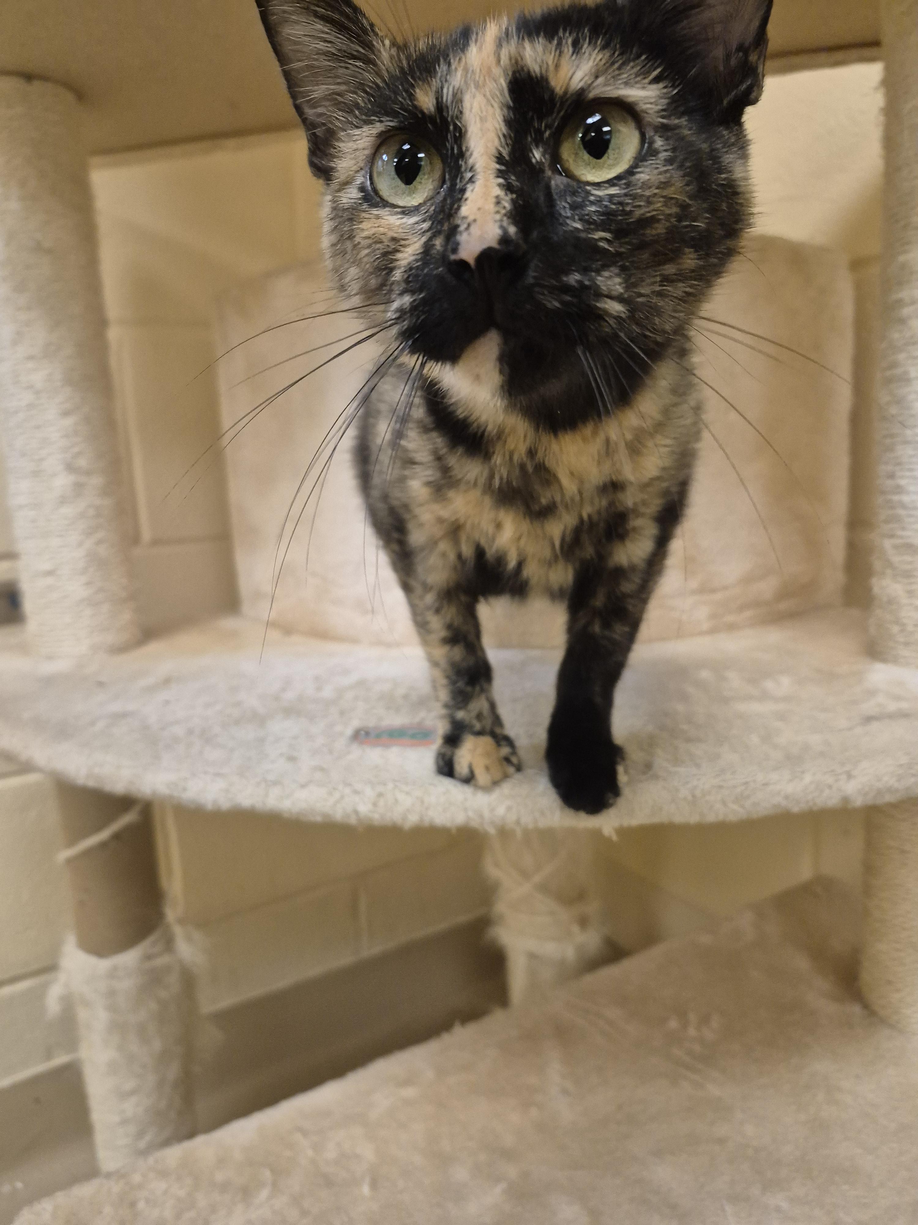Miriam, ADOPTABLE, Adult Female Domestic Short Hair.