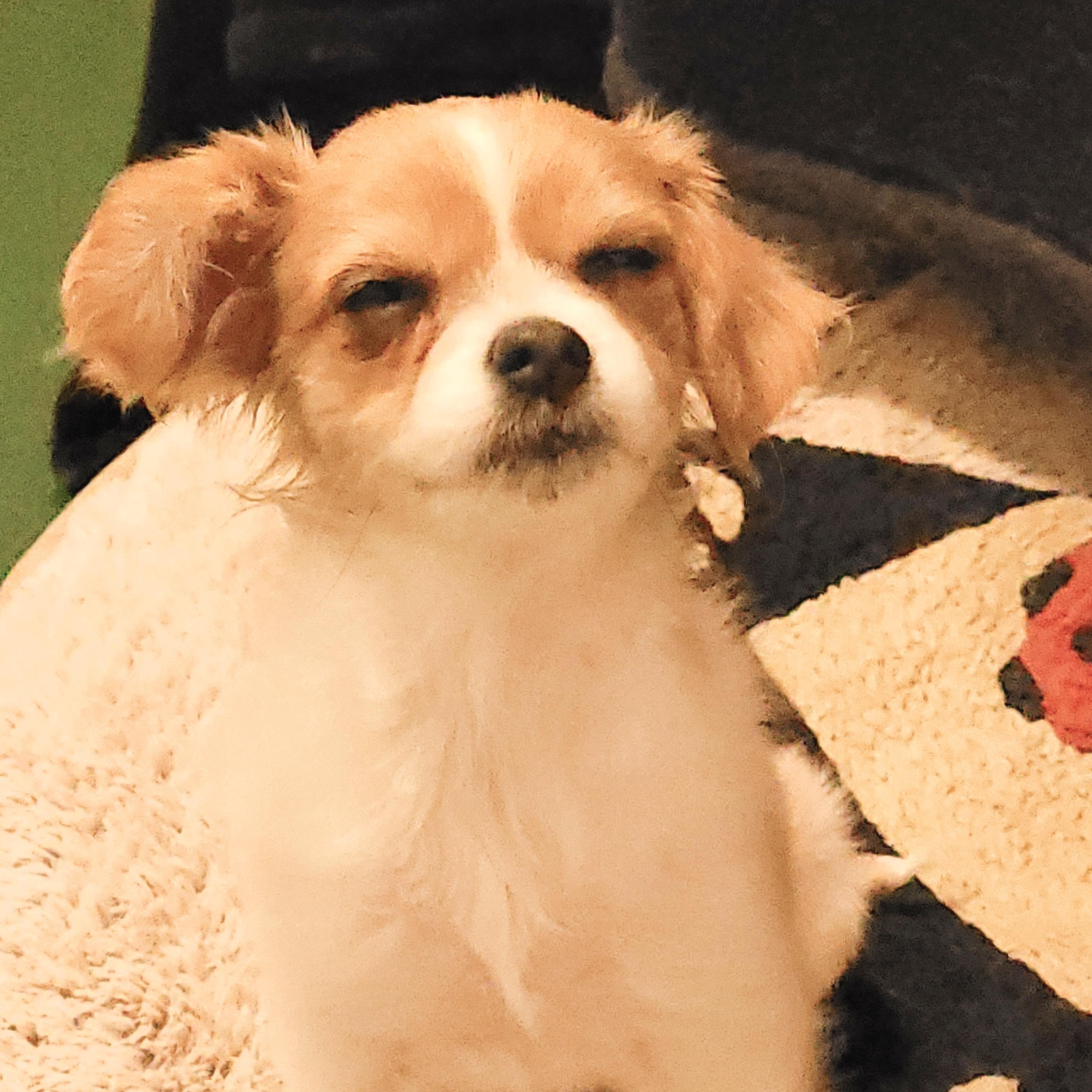 Velma, an adoptable mixed breed in Sequim, WA image 3/4