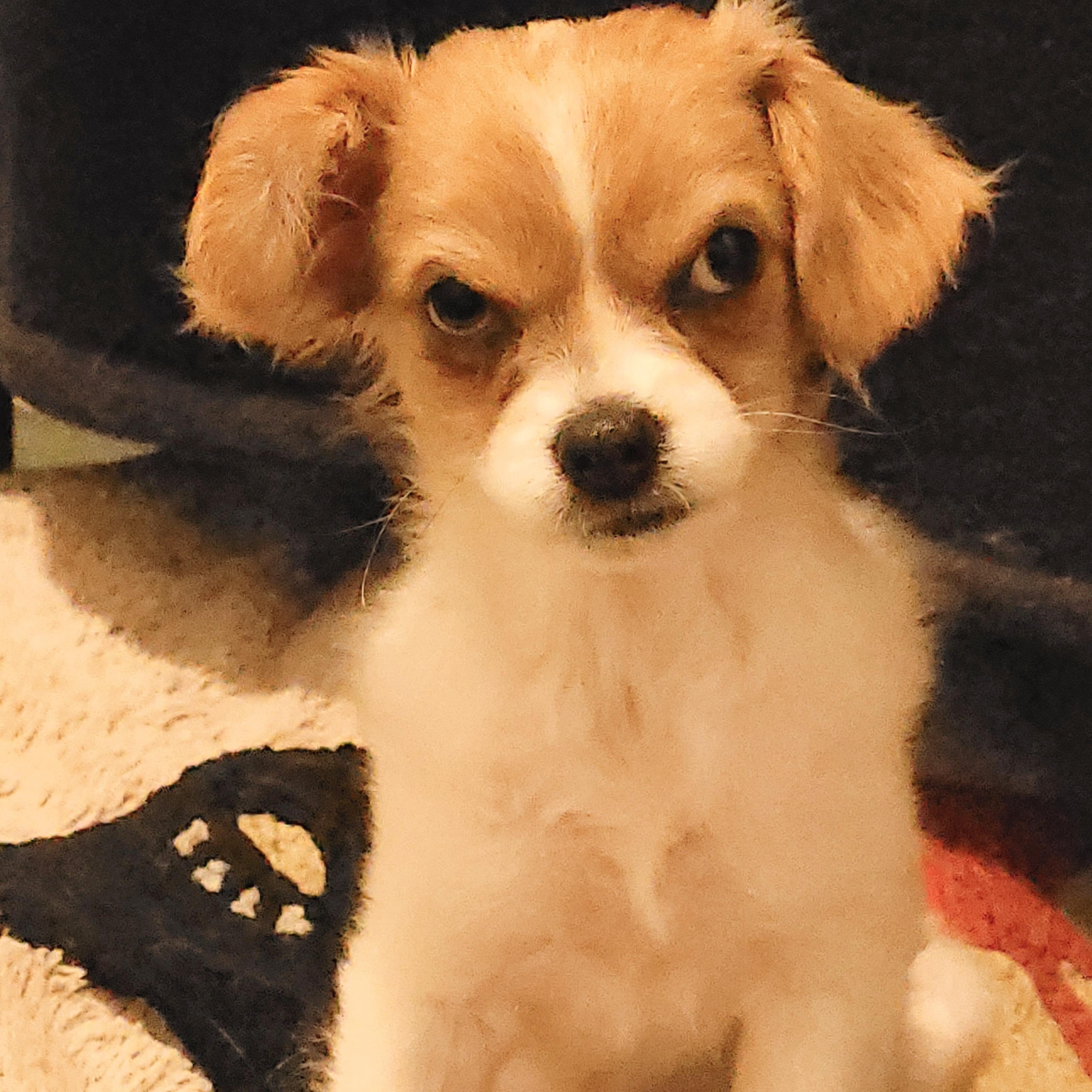 Velma, an adoptable mixed breed in Sequim, WA image 1/4