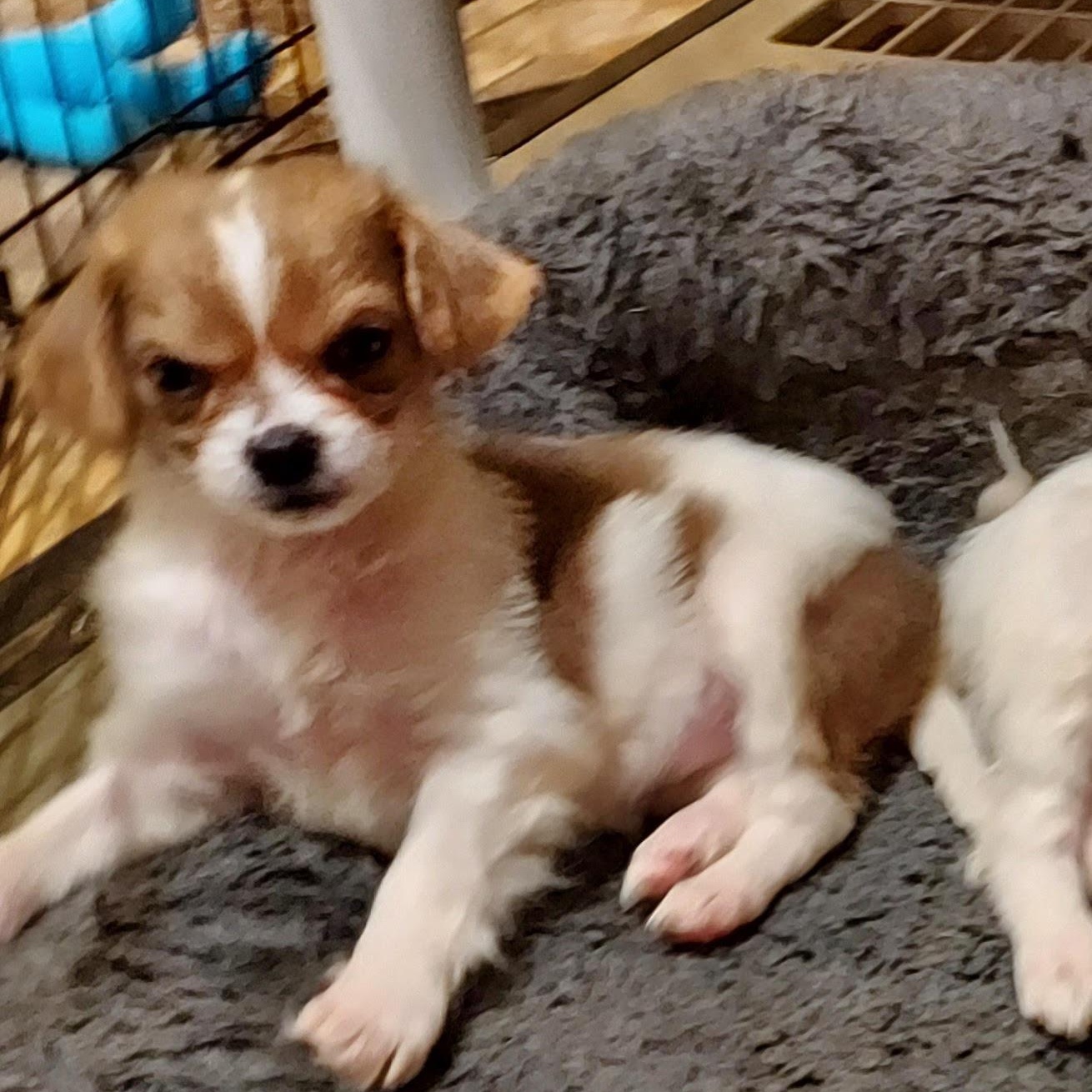 Velma, an adoptable mixed breed in Sequim, WA image 4/4