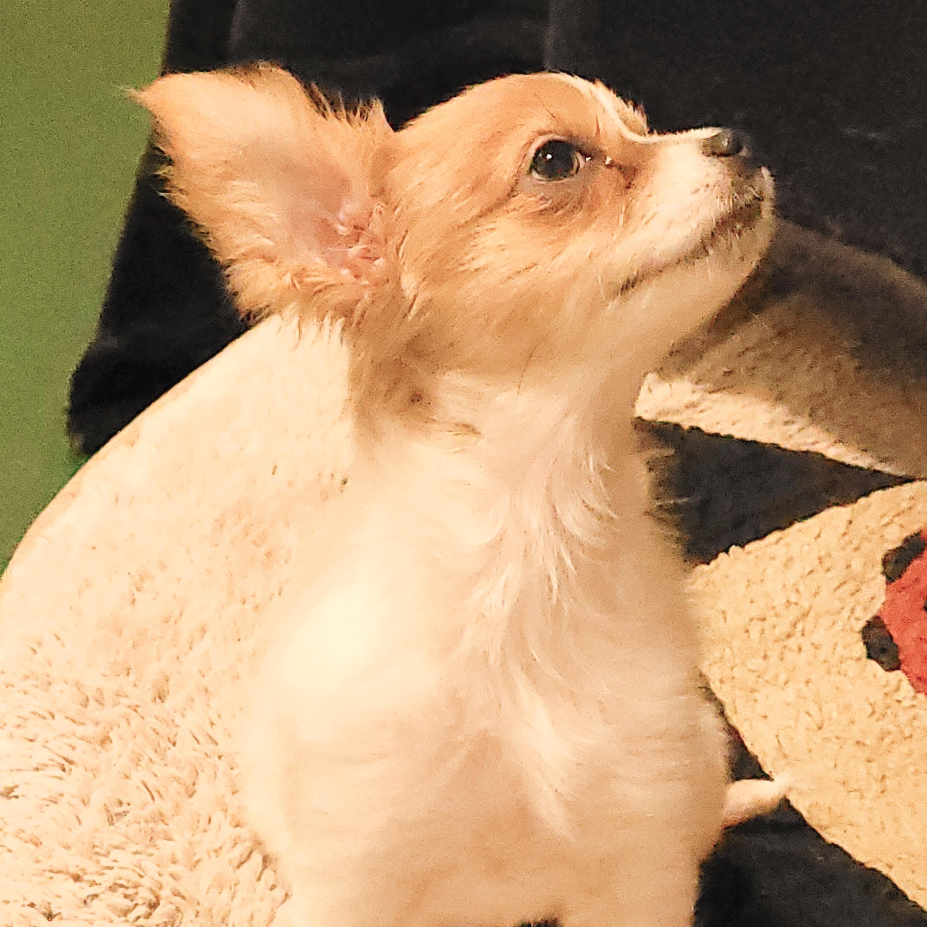 Velma, an adoptable mixed breed in Sequim, WA image 2/4