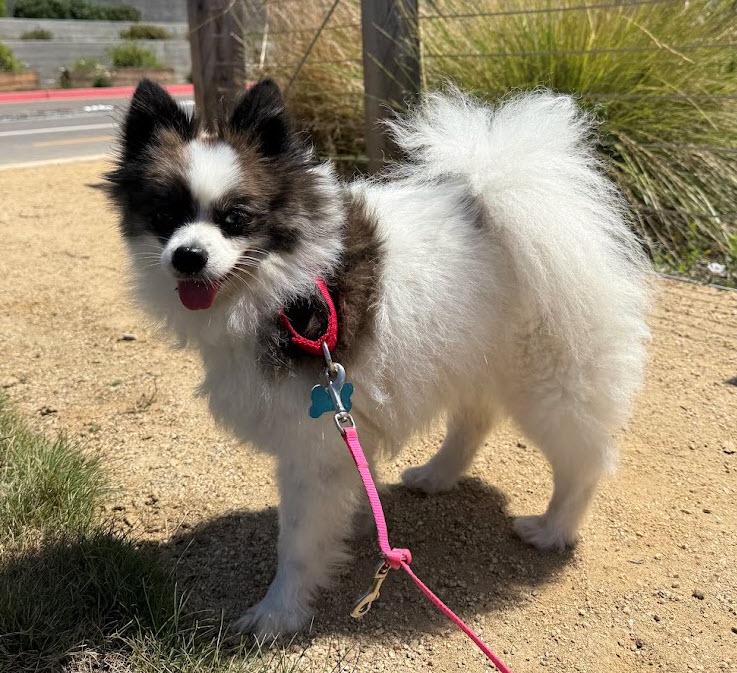 Chloe, a ADOPTABLE Pomeranian in Berkeley, CA image 5/6