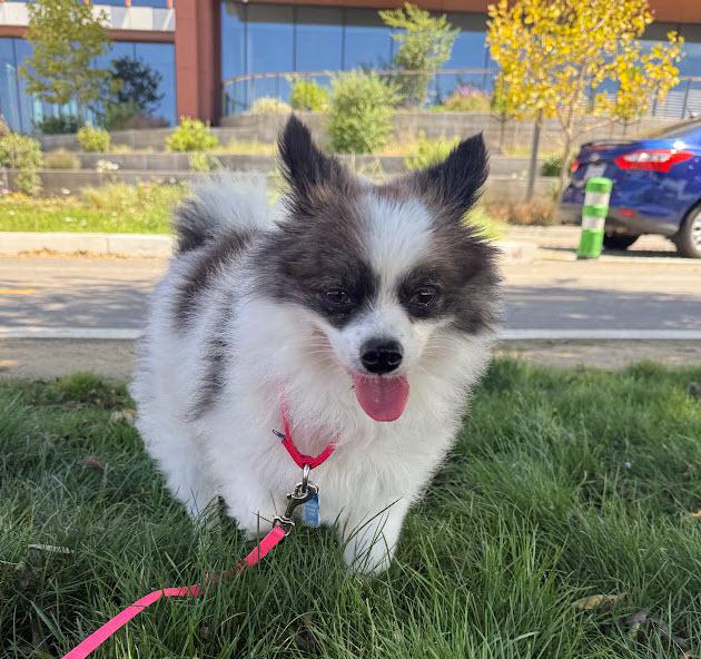 Chloe, a ADOPTABLE Pomeranian in Berkeley, CA image 4/6