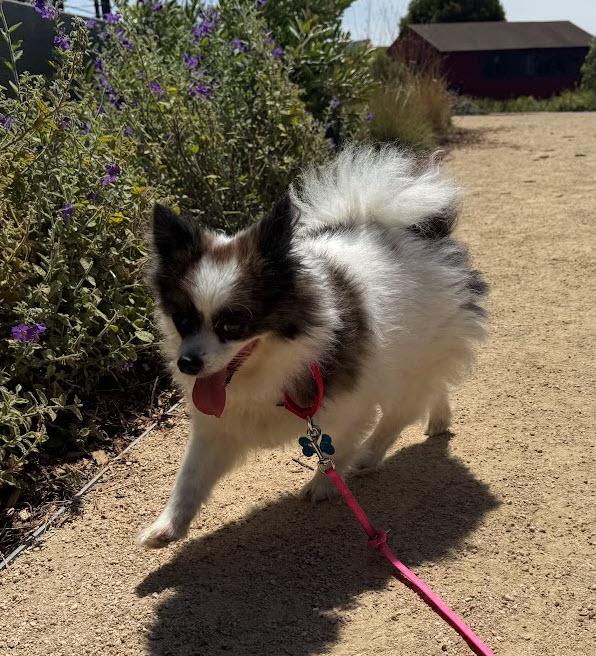 Chloe, a ADOPTABLE Pomeranian in Berkeley, CA image 6/6