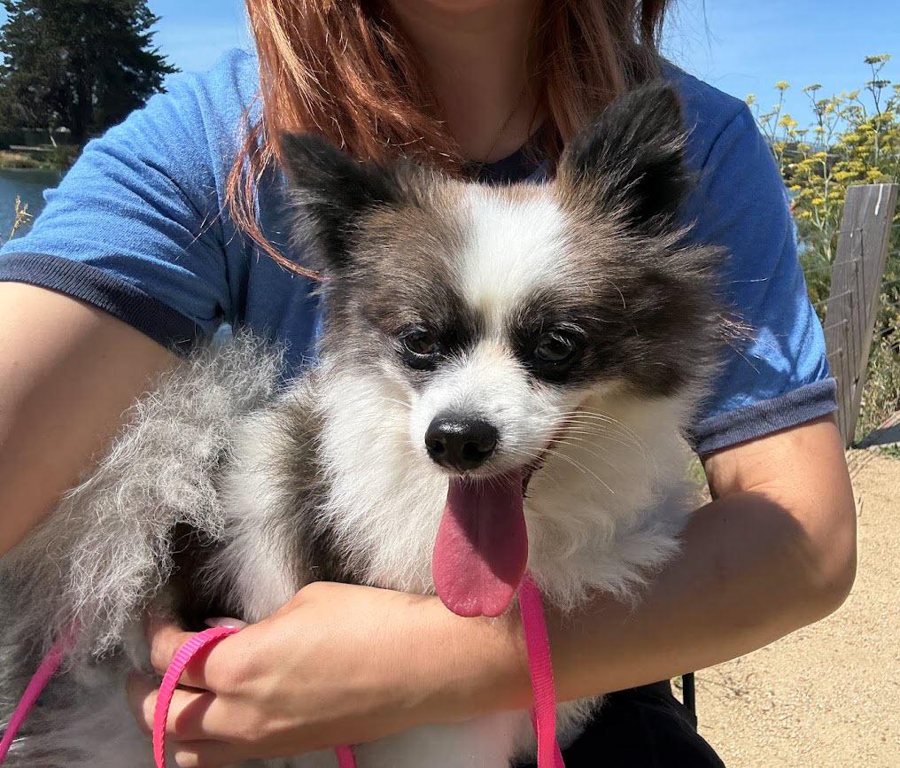 Chloe, a ADOPTABLE Pomeranian in Berkeley, CA image 3/6