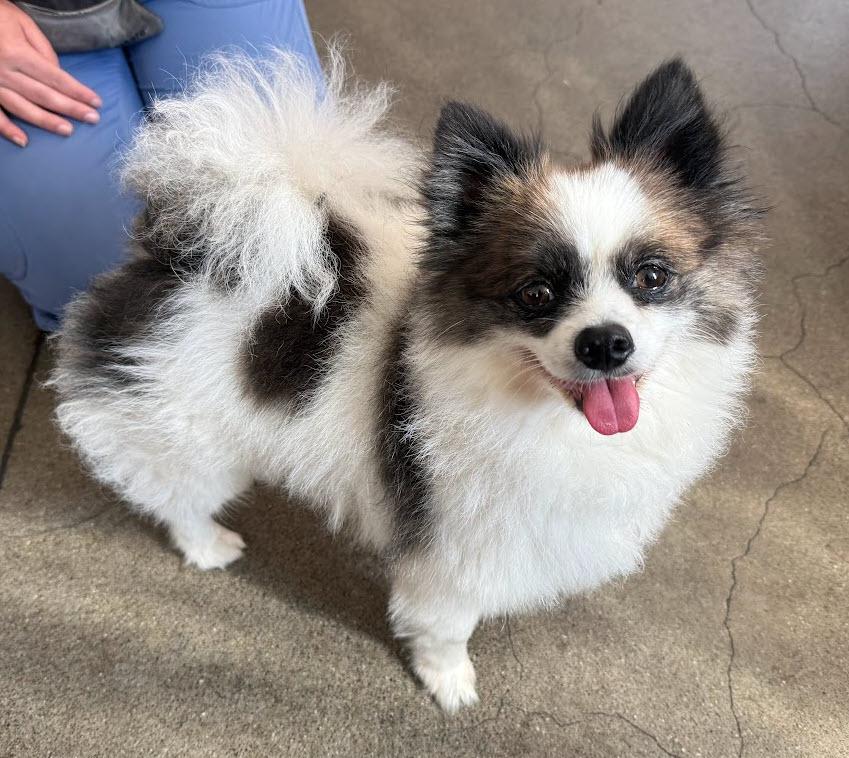Chloe, a ADOPTABLE Pomeranian in Berkeley, CA image 2/6
