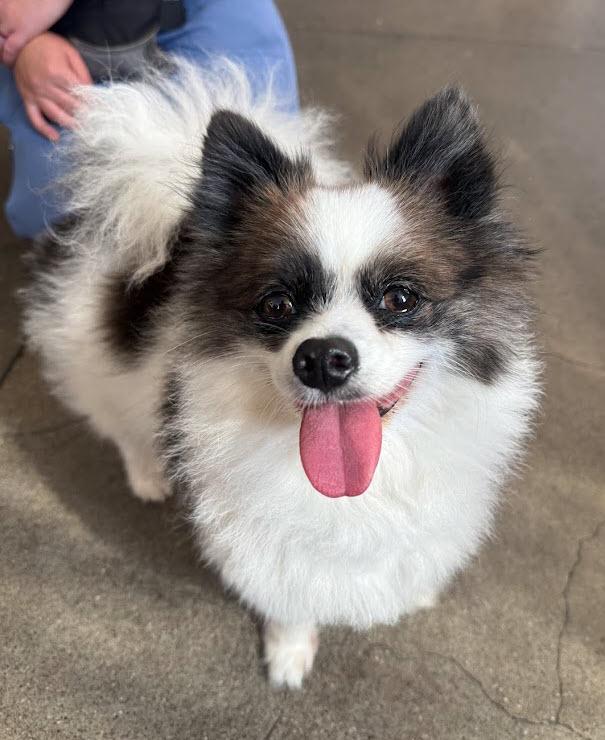 Chloe, ADOPTABLE, Adult Female Pomeranian.
