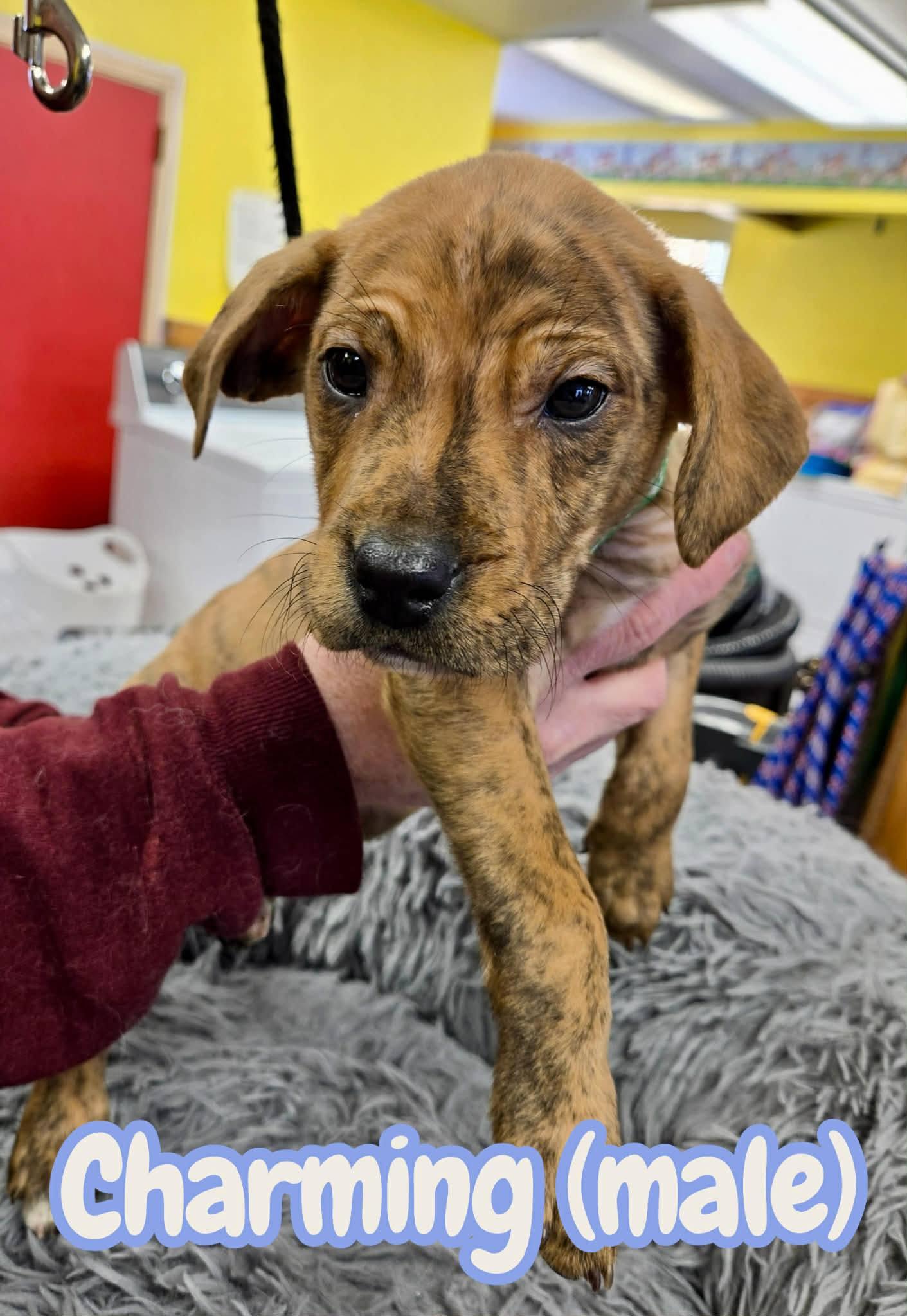 Puppies-Brindle, ADOPTABLE, Puppy Male Labrador Retriever & Terrier.