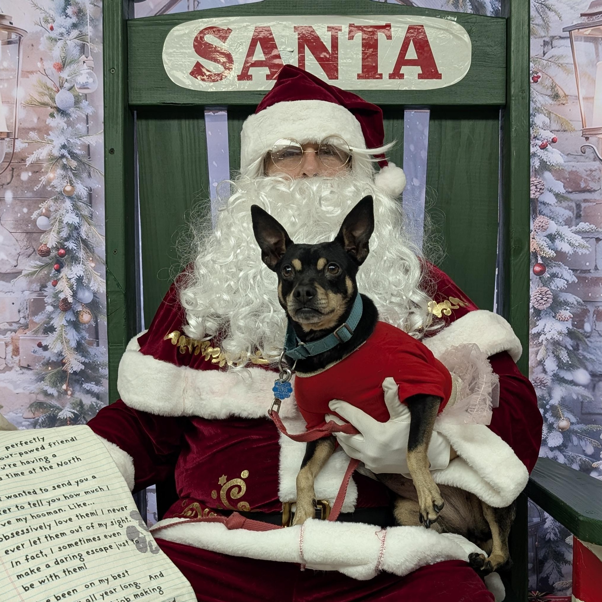 Enlarge Noel, a Adoptable Miniature Pinscher in Ozone Park, NY image 6/6