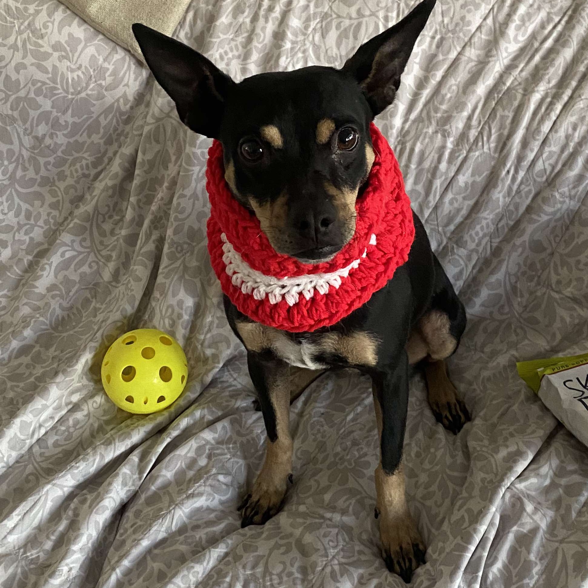 Enlarge Noel, a Adoptable Miniature Pinscher in Ozone Park, NY image 4/6
