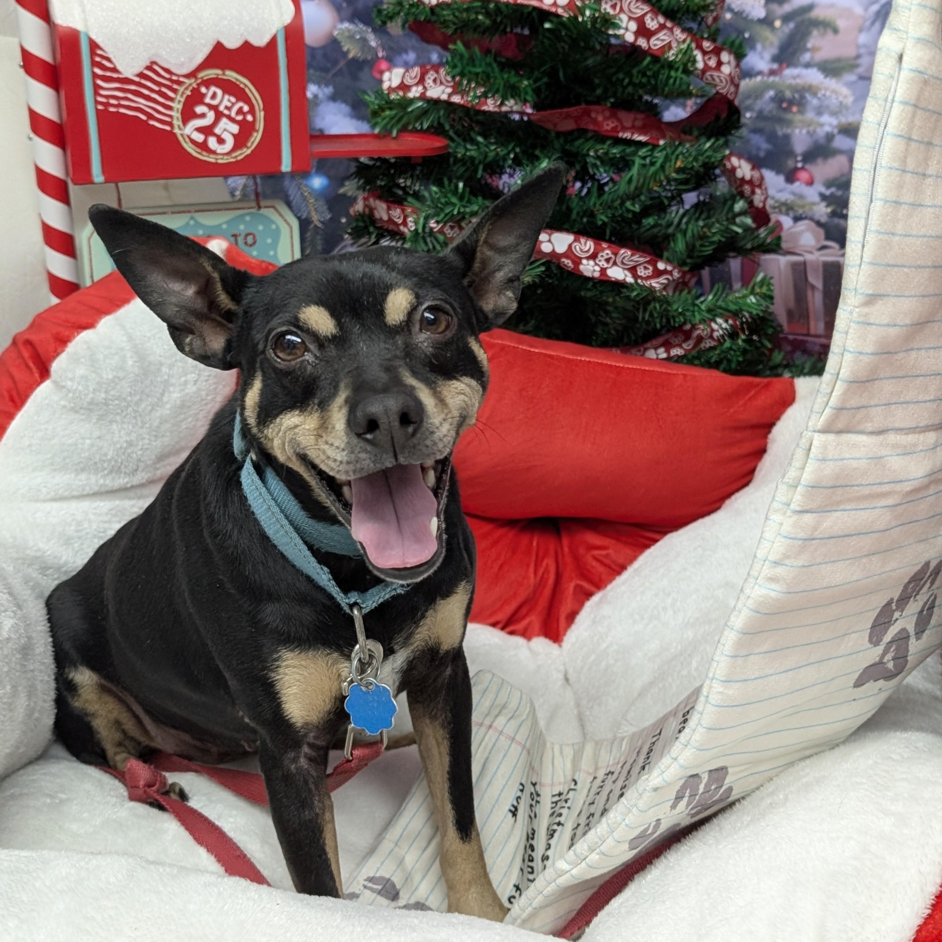 Noel, Adoptable, Young Female Miniature Pinscher.