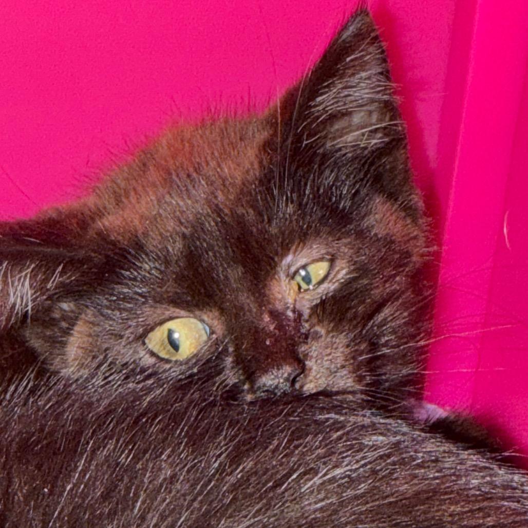 Pepperoncini, Adoptable, Kitten Female Domestic Short Hair.