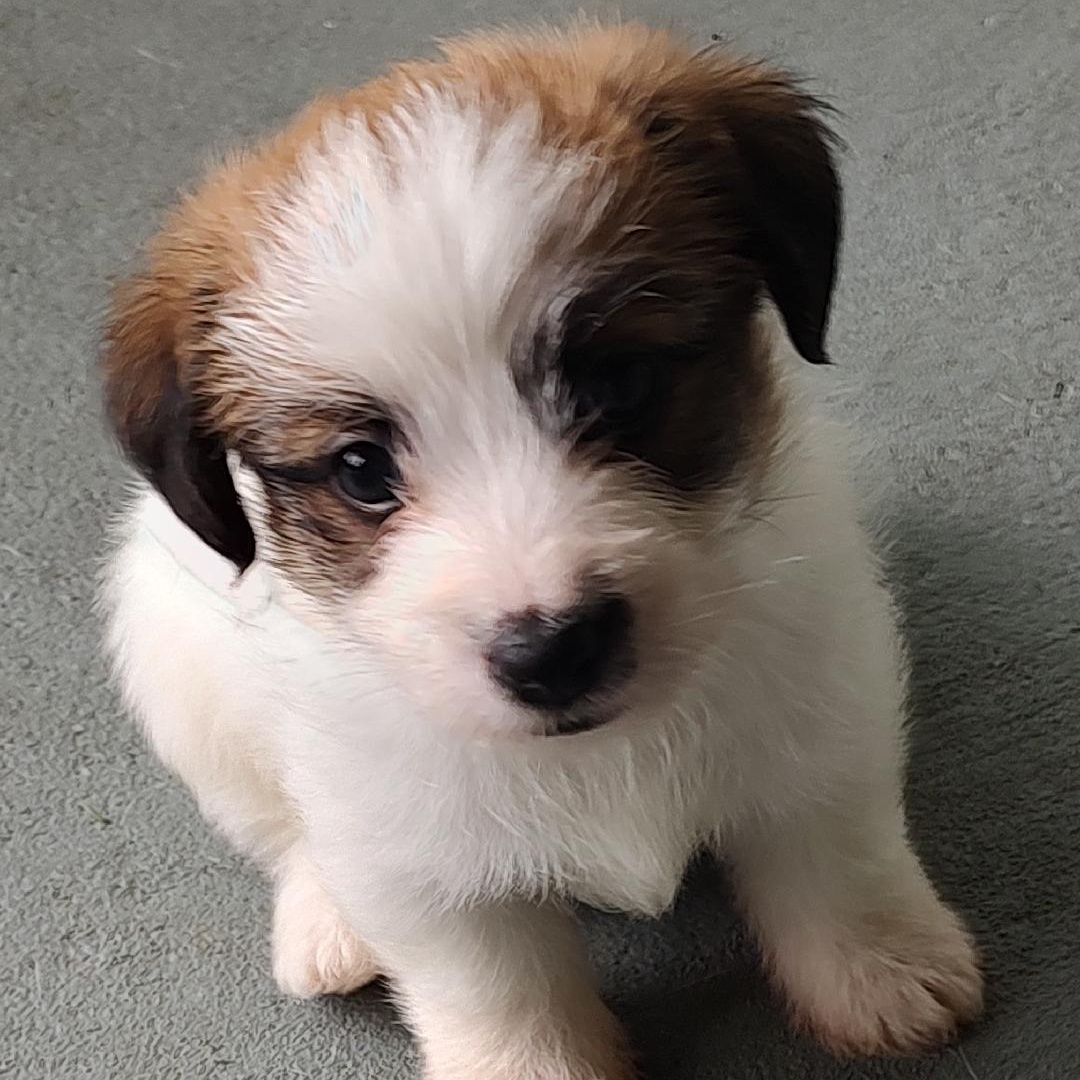 Spanky, a ADOPTABLE Jack Russell Terrier in Blue Springs, MO image 2/2
