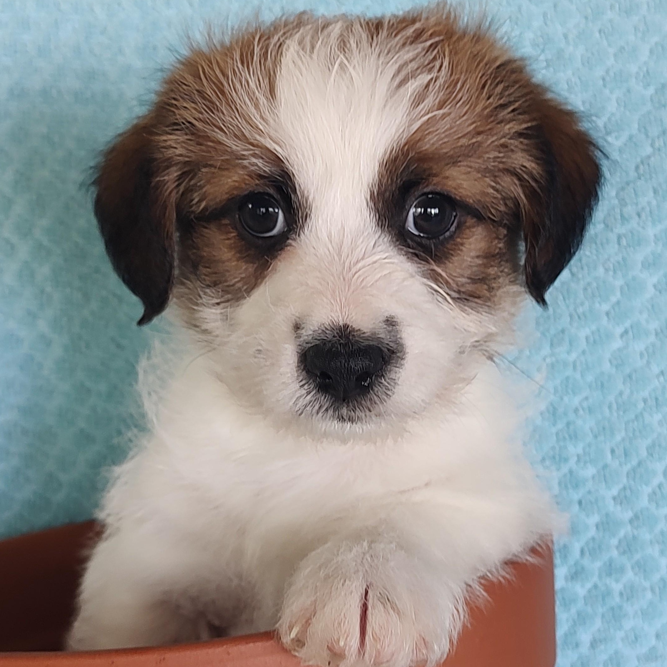 Spanky, a ADOPTABLE Jack Russell Terrier in Blue Springs, MO image 1/2