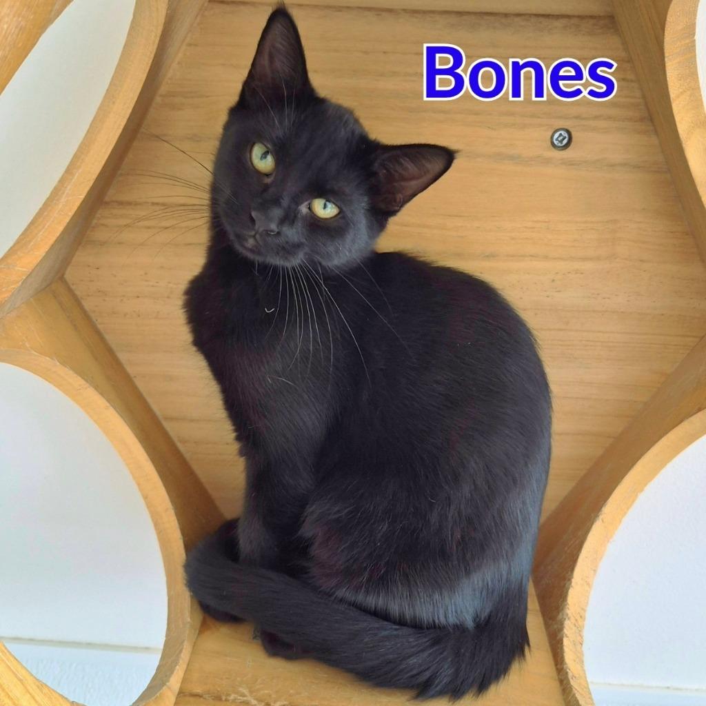 Bones, Adoptable, Kitten Male Domestic Short Hair.
