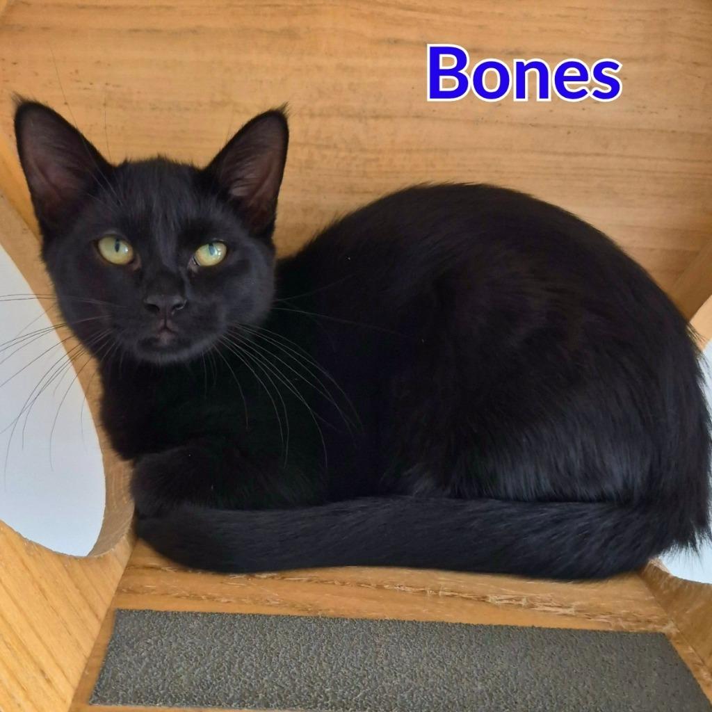 Enlarge Bones, a Adoptable mixed breed in North Saint Paul, MN image 2/2
