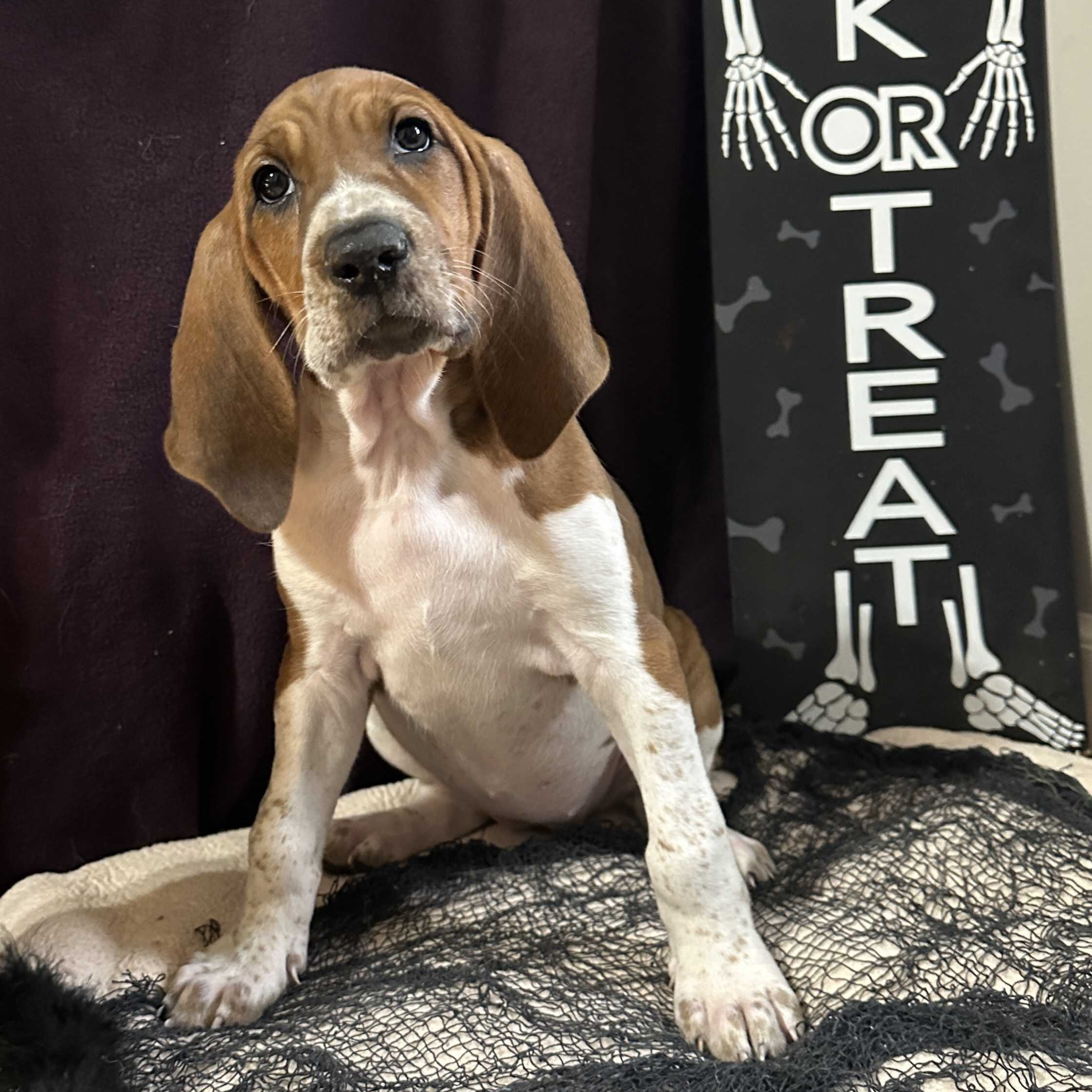 Dog for adoption Spirit, a Redbone Coonhound & Treeing Walker