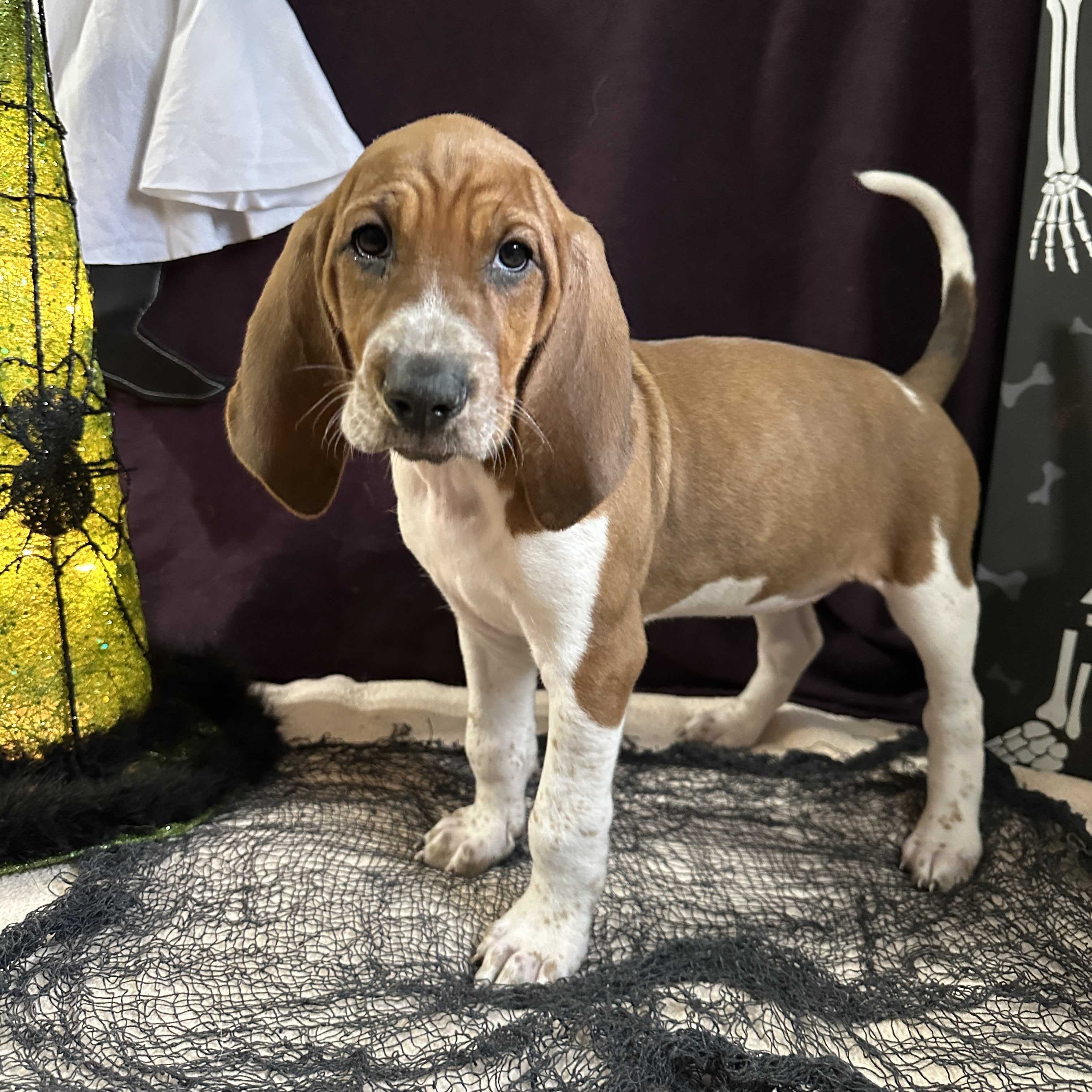 Dog for adoption Spirit, a Redbone Coonhound & Treeing Walker