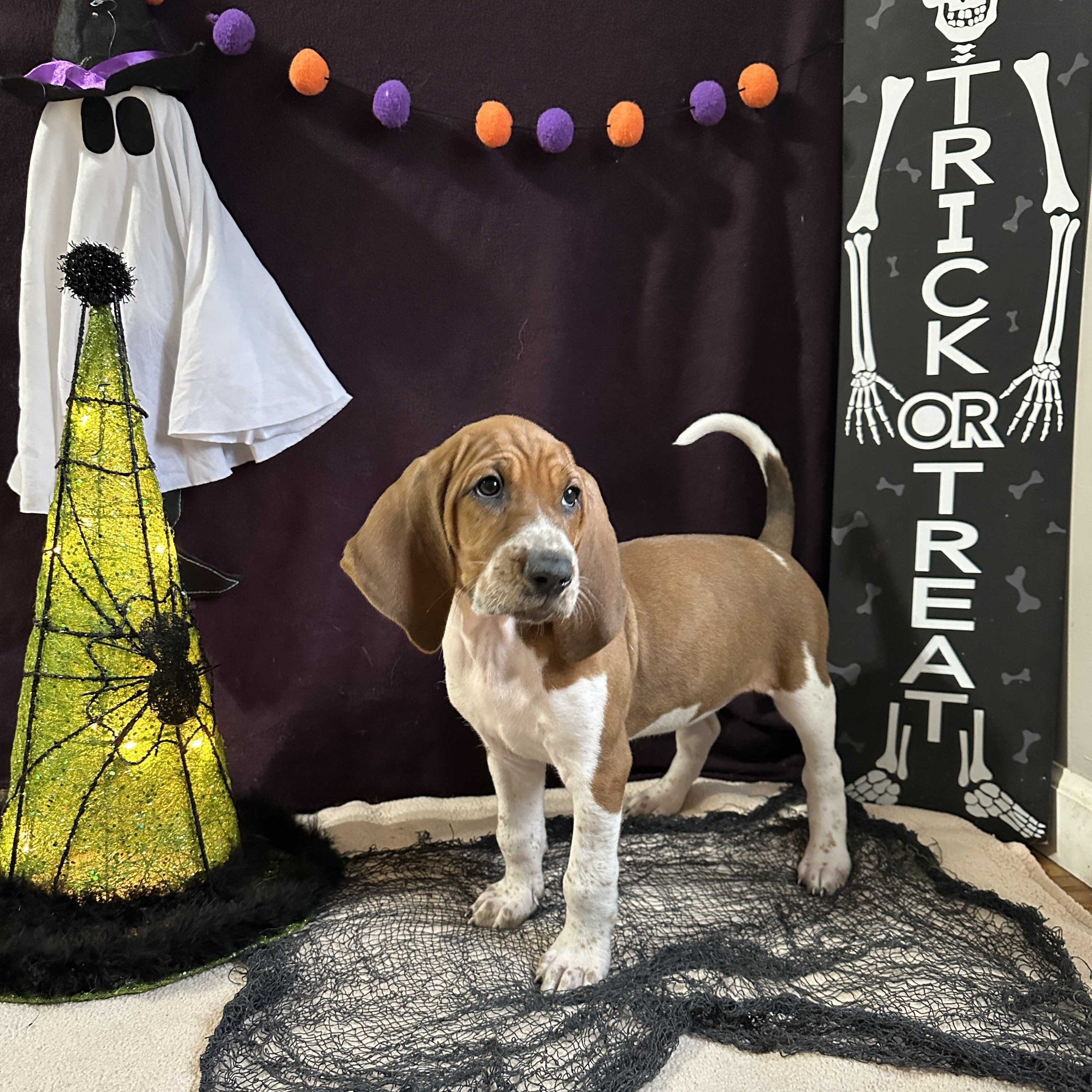 Dog for adoption Spirit, a Redbone Coonhound & Treeing Walker