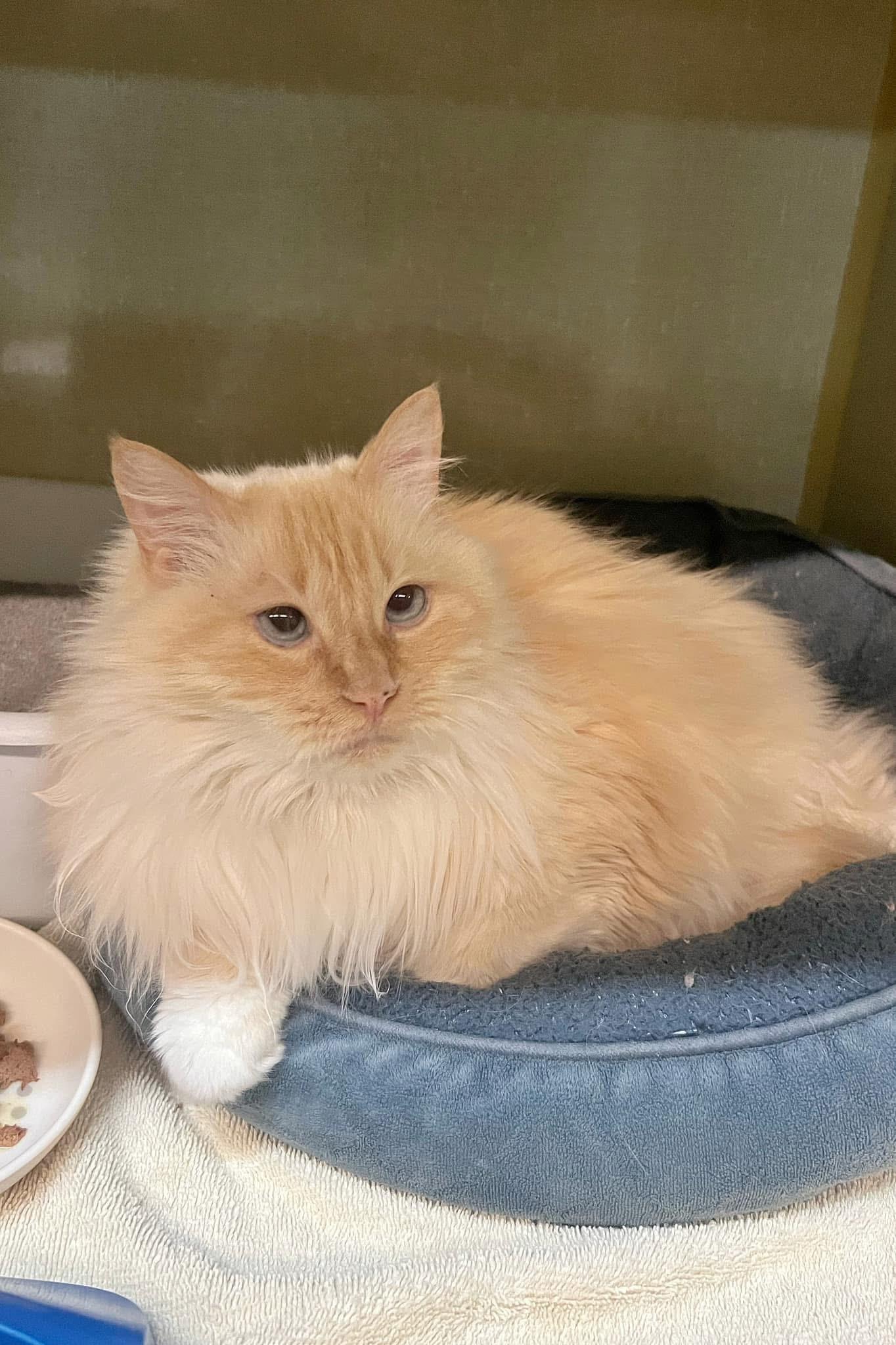 Dawn, an adoptable Ragdoll in Peace River, AB, T8S 1J1 | Photo Image 1