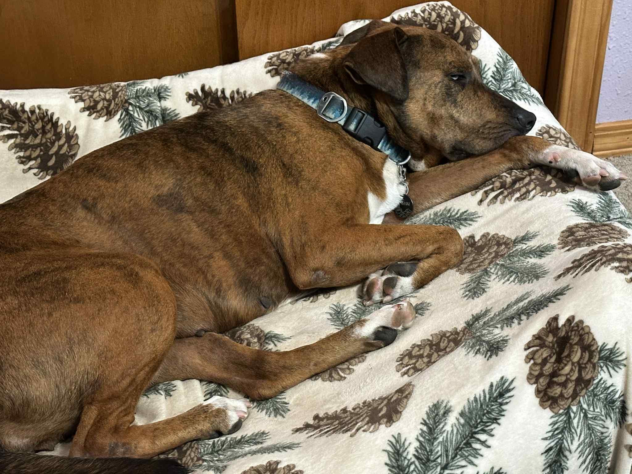 Enlarge Socks - WI, a ADOPTABLE mixed breed in Warren, ME image 1/6