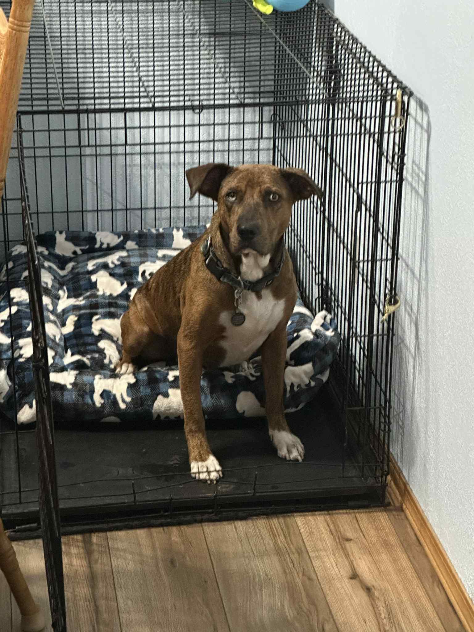 Enlarge Socks - WI, a ADOPTABLE mixed breed in Warren, ME image 2/6